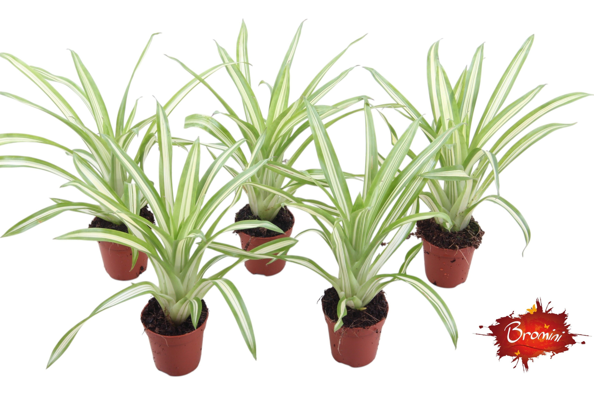 Forrest Guzmania Ice Cream, D 5,5 cm