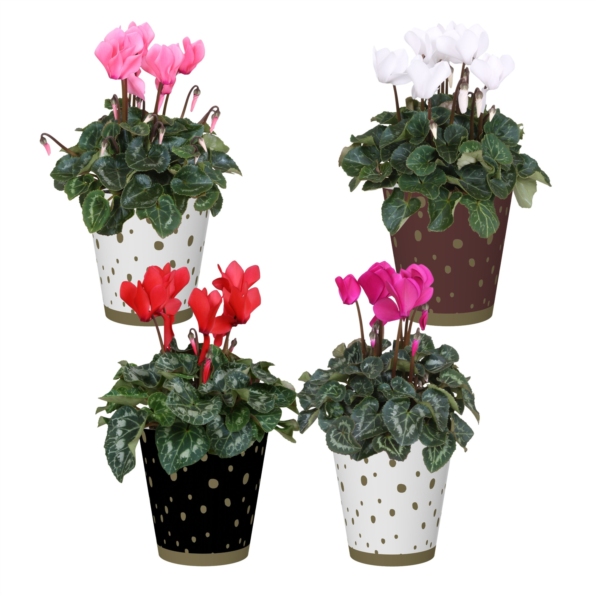 Collectie 'Glam Empire' - Cyclamen in Smartcup Sparkle, D 12 cm