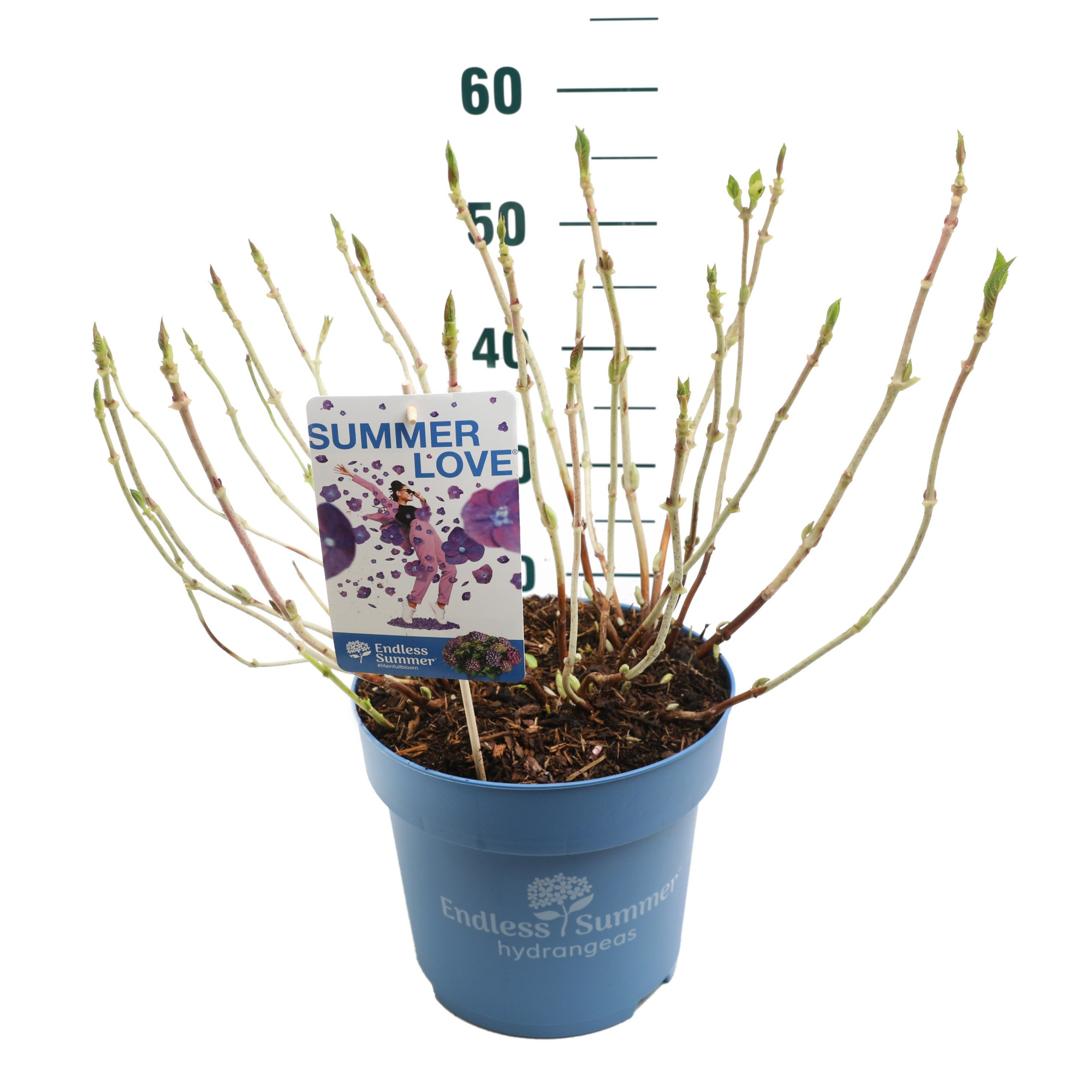 Hydrangea 'Summer Love Purple' - P27 - Endless Summer, D 27