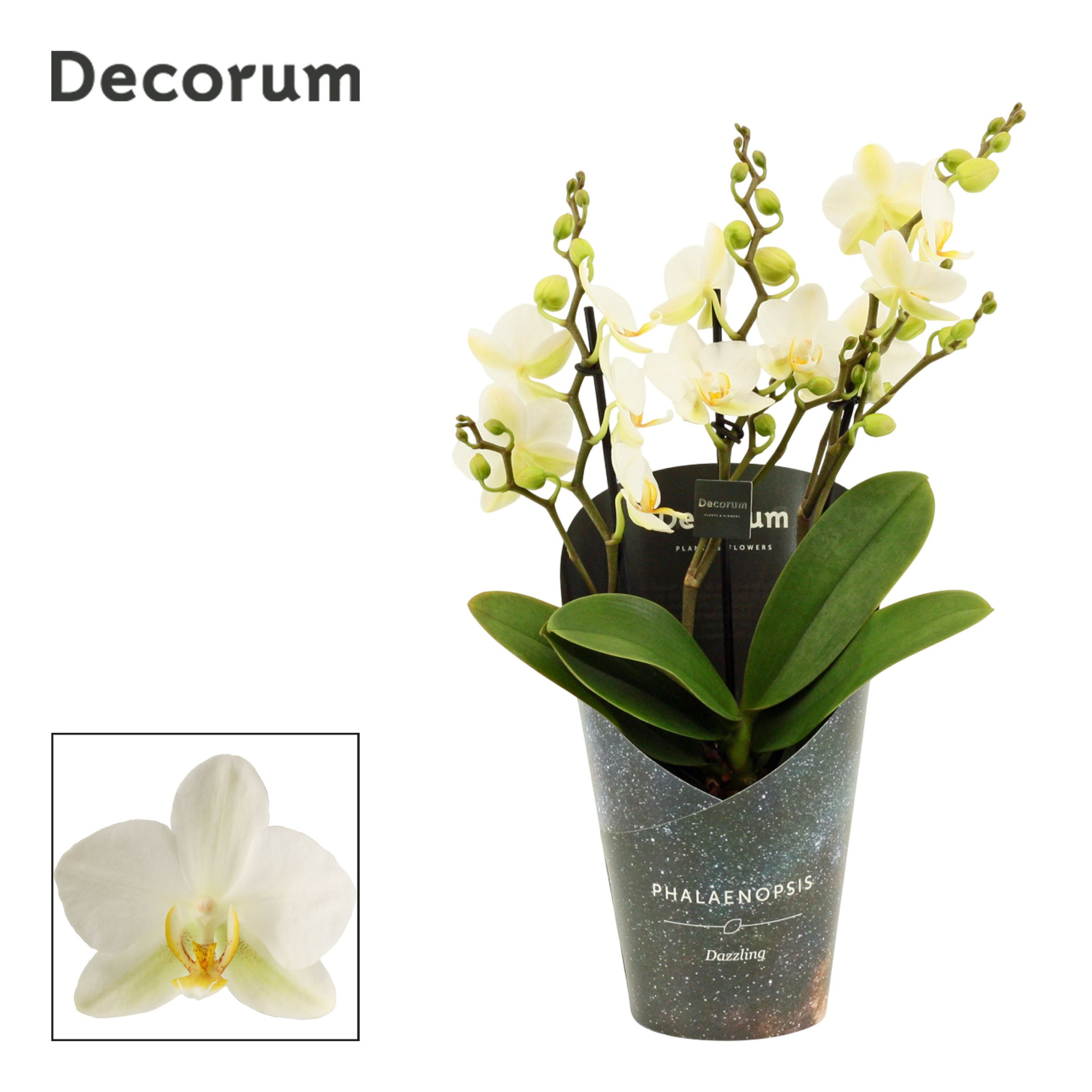 Phalaenopsis dazzling Lausanne 3-4 tak (Decorum), D 12