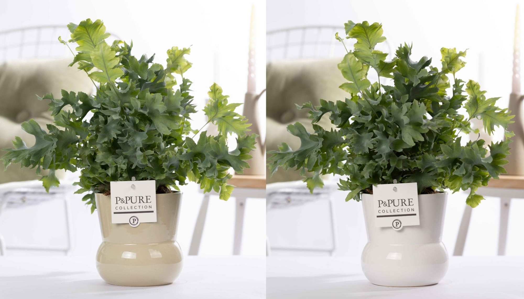 Phlebodium Davana in P&PURE Plant Vase Maxima ass.2, D 12 cm