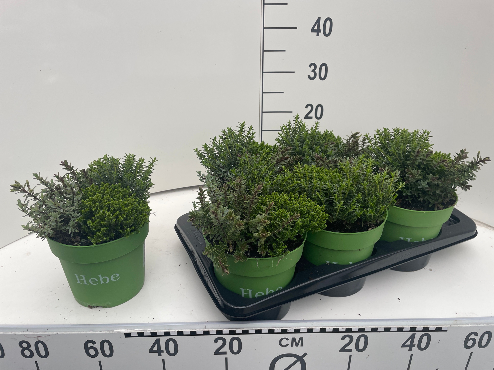 Hebe gemengd Hebe Quattro, D 17 cm