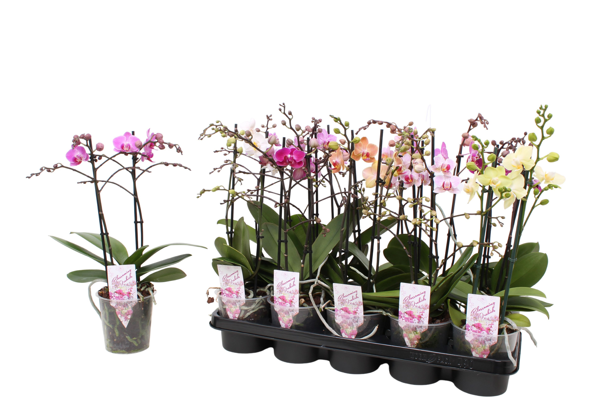 Phal. Multiflora 2-tak mix 30+ bloem, D 12 cm