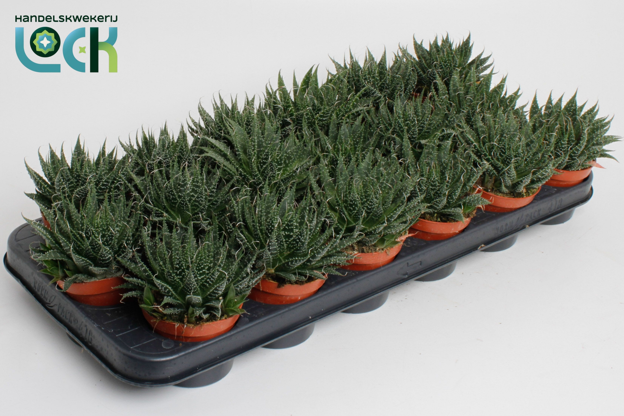 Aloë Aristata, D 8,5 cm