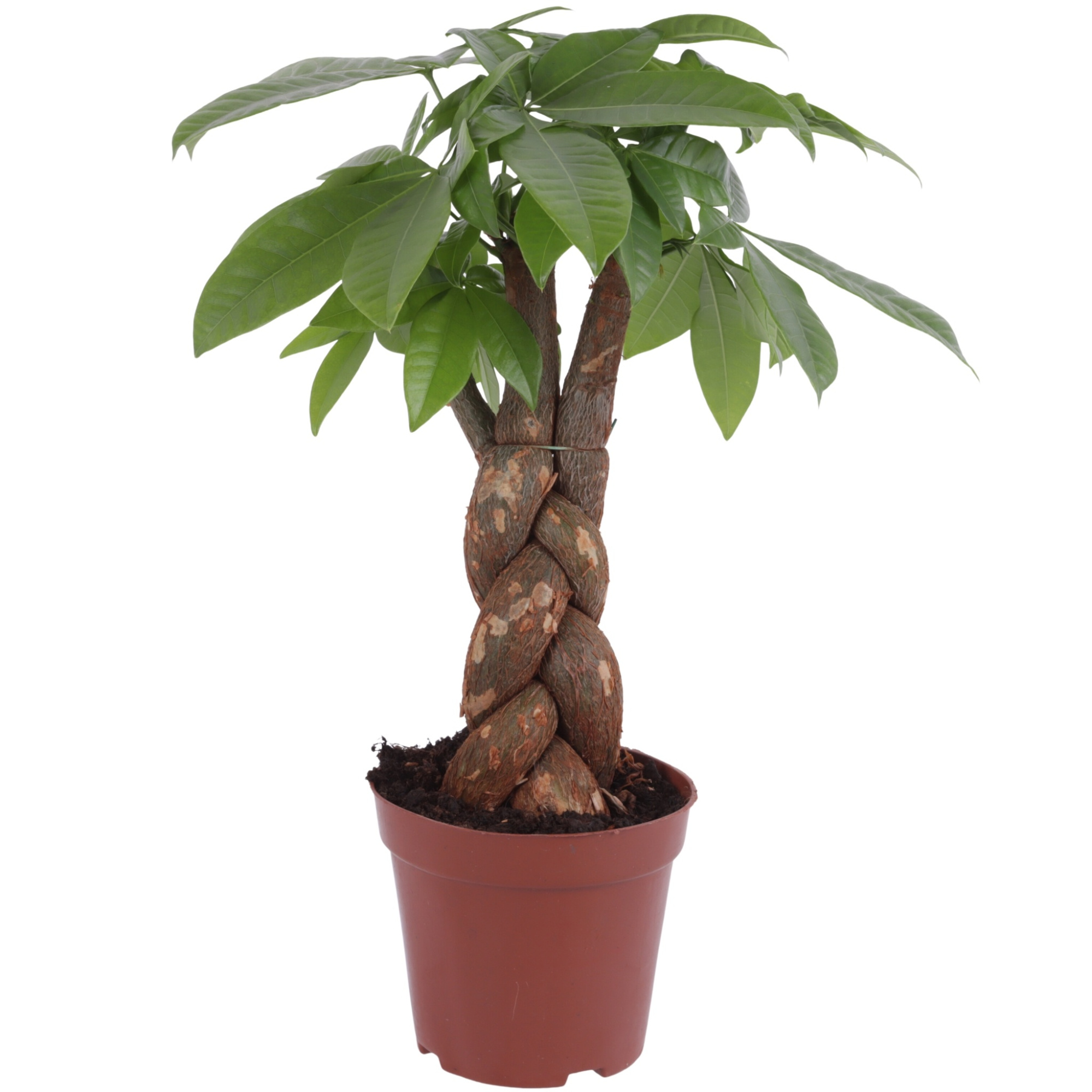 Pachira Aquatica Fat Braided pot Ø12cm, D 12 cm