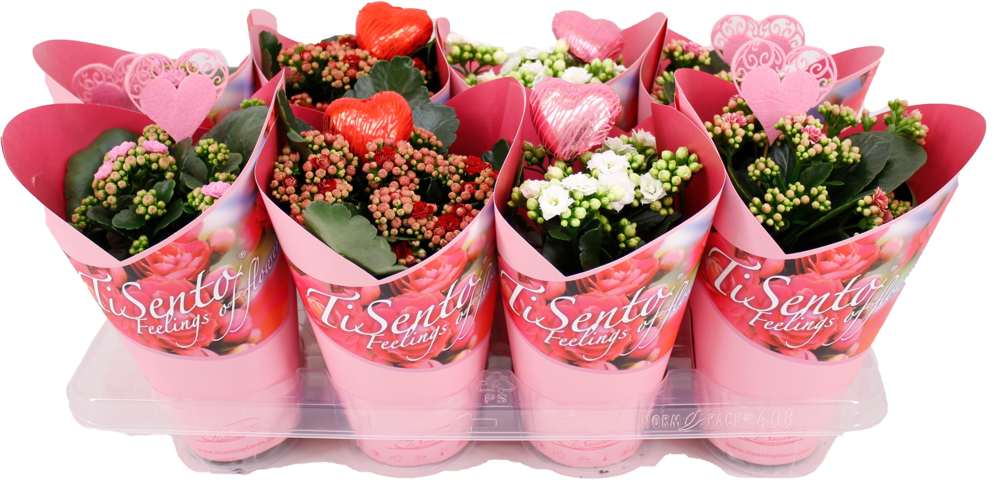 Calandiva 12 cm Mix in Giftcover Roze met Bijsteker, D 12 cm