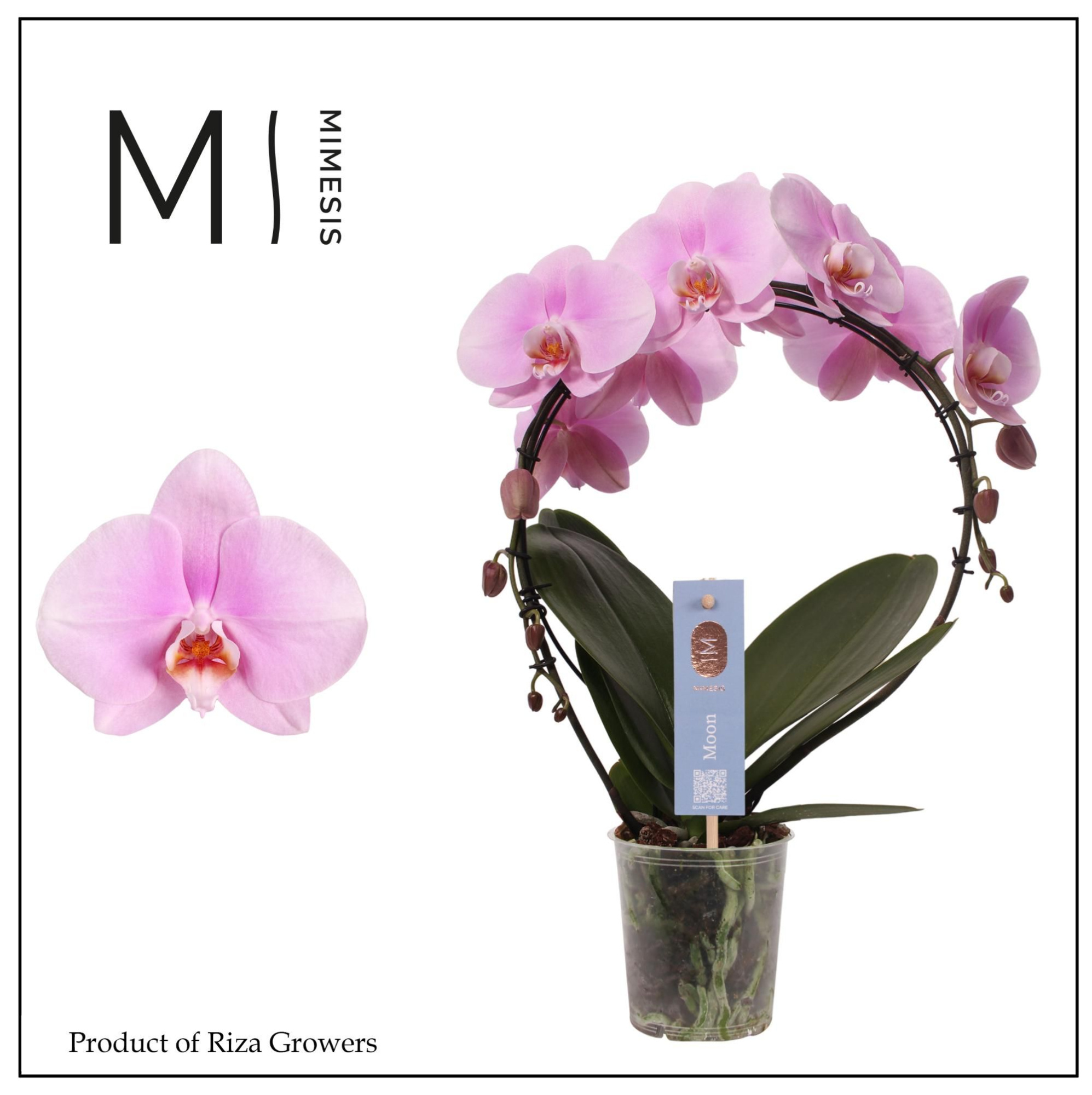 Phalaenopsis Moon Pink Bigflower 16+ - 12cm | Mimesis, D 12 cm