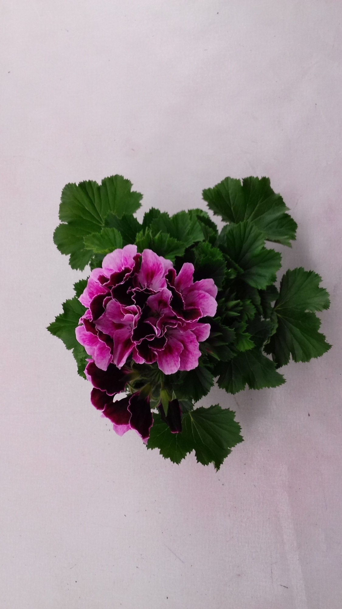 Pelargonium Purple, D 12
