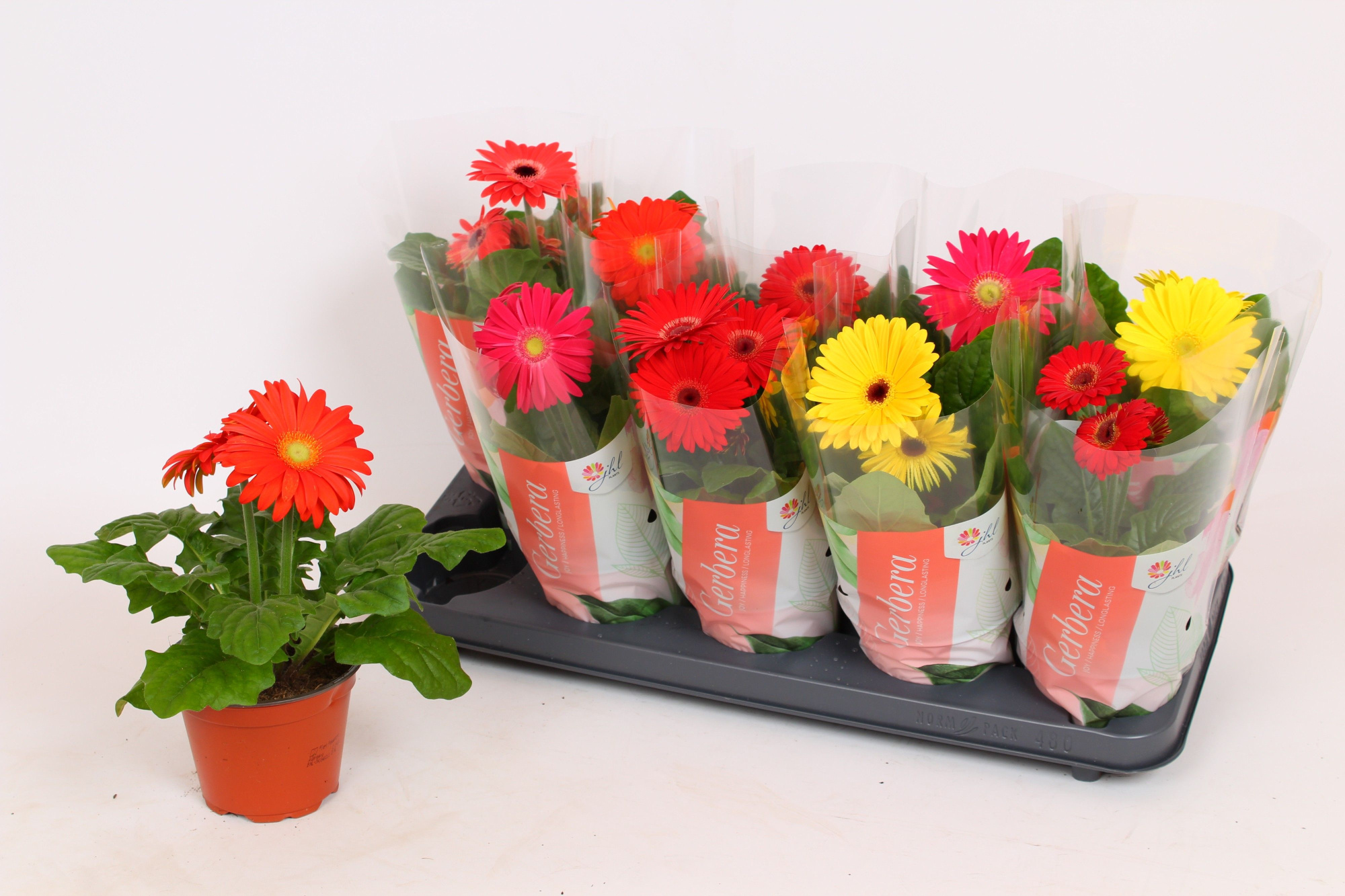 Gerbera Colourgame (25-33), D 12