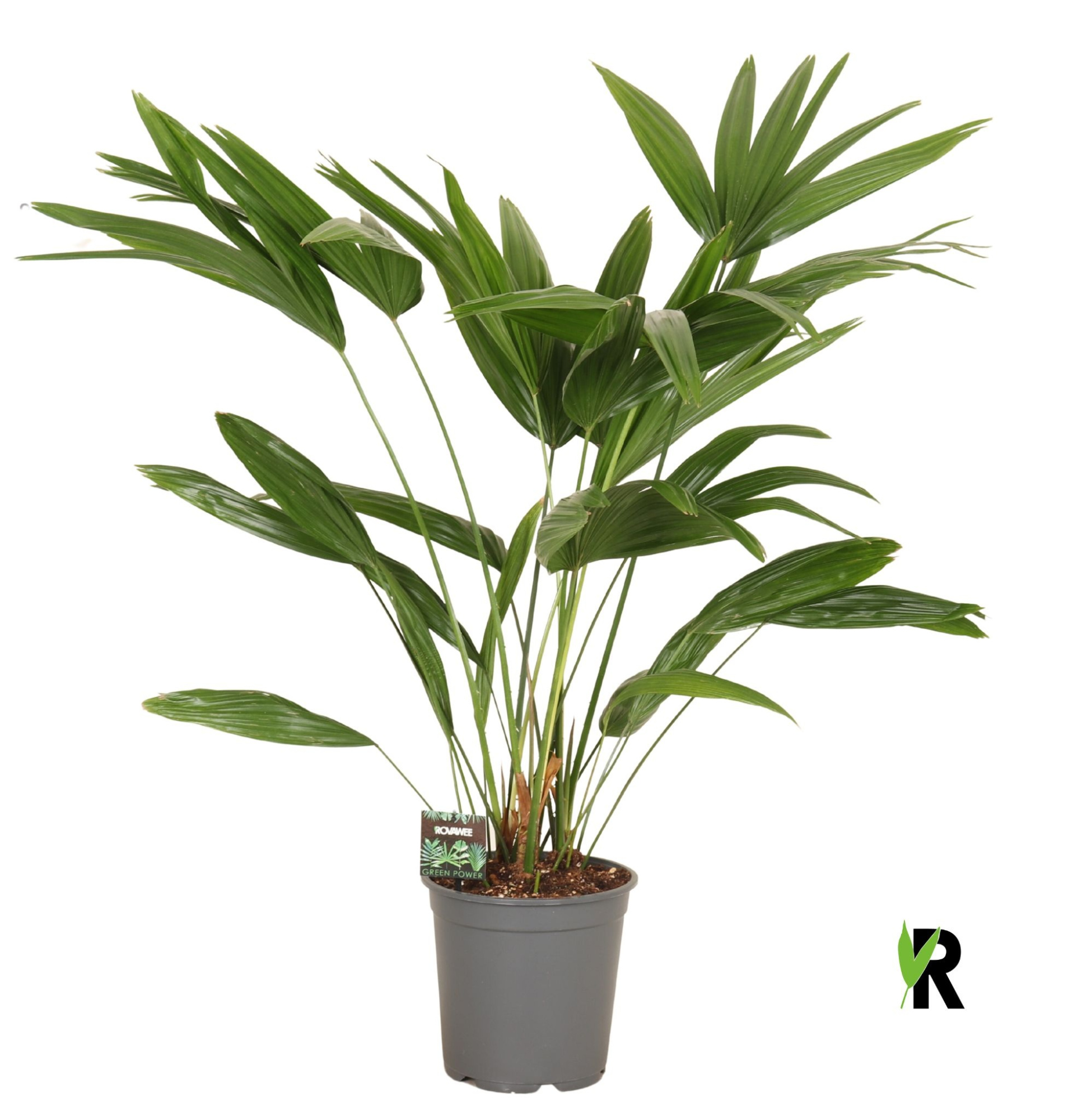 Livistona chinensis 3 pp, D 24 cm