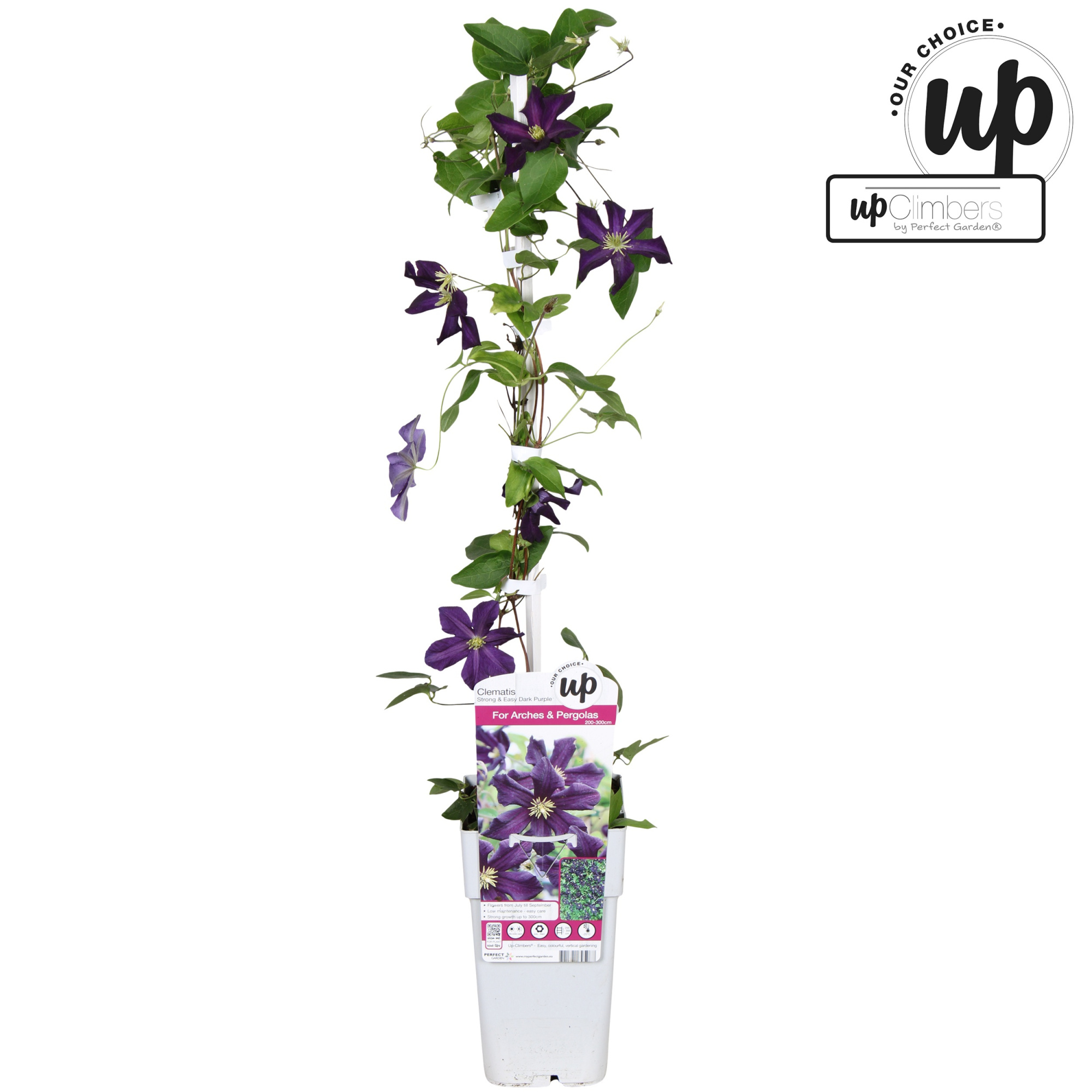 Clematis Strong and Easy Dark Purple - Romantika P15, D 15