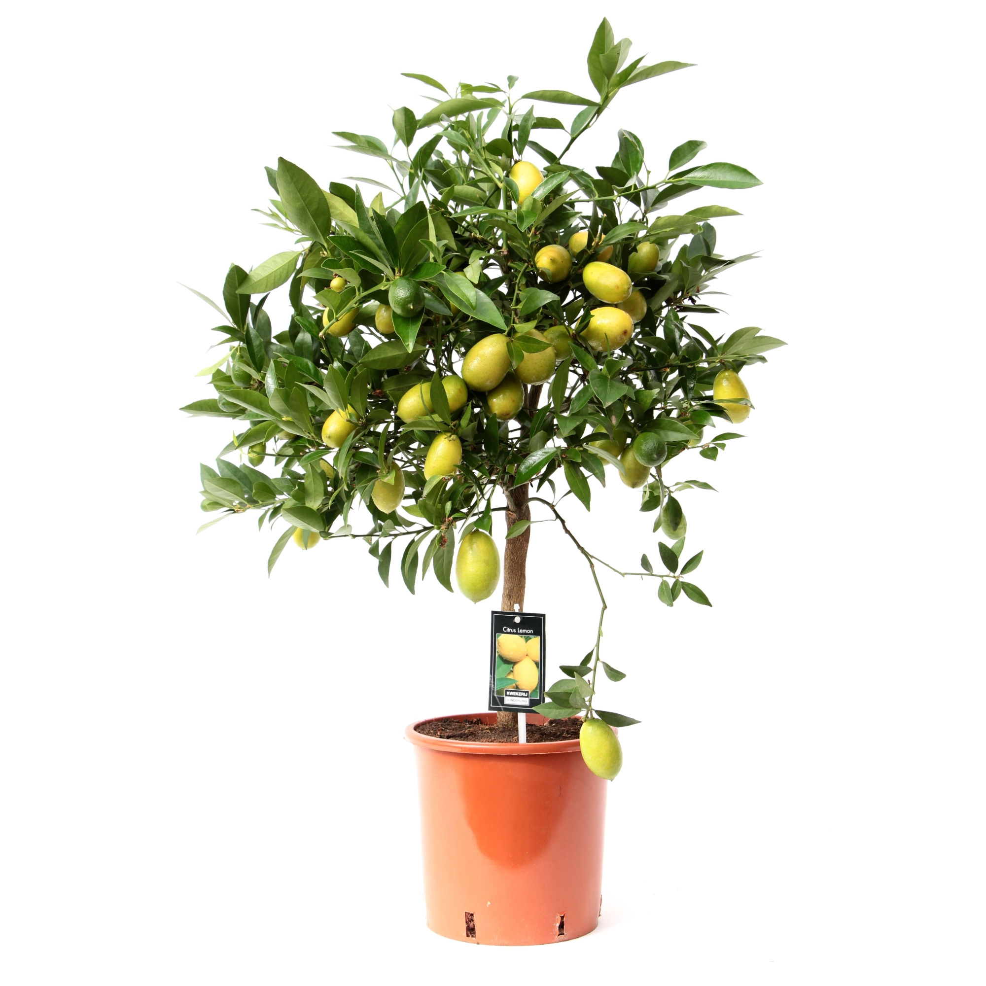 Citrus Limequat, D 22 cm
