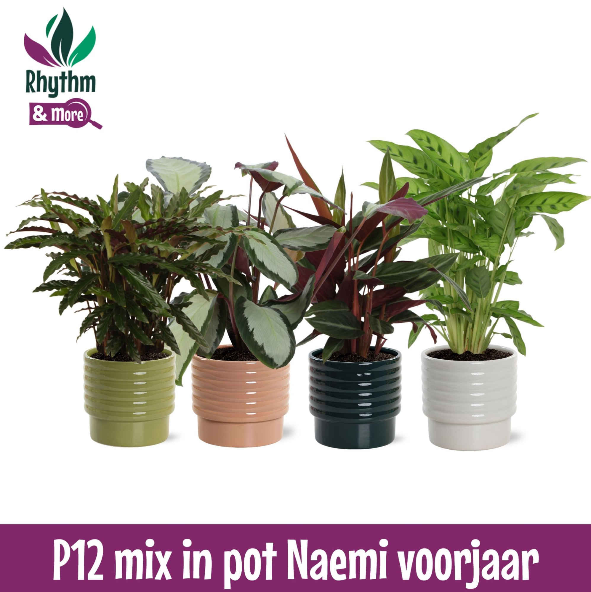 Calathea mix in Naemi Light keramiek - Rhythm & More, D 12 cm