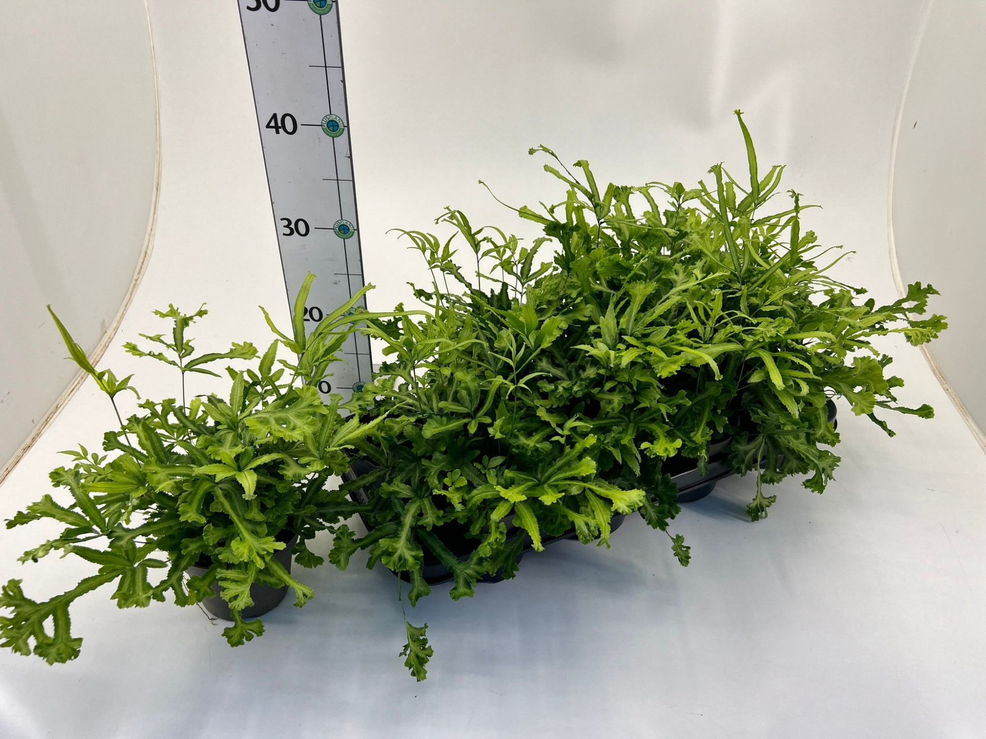 Farn/ Pteris 'Mayii', D 12