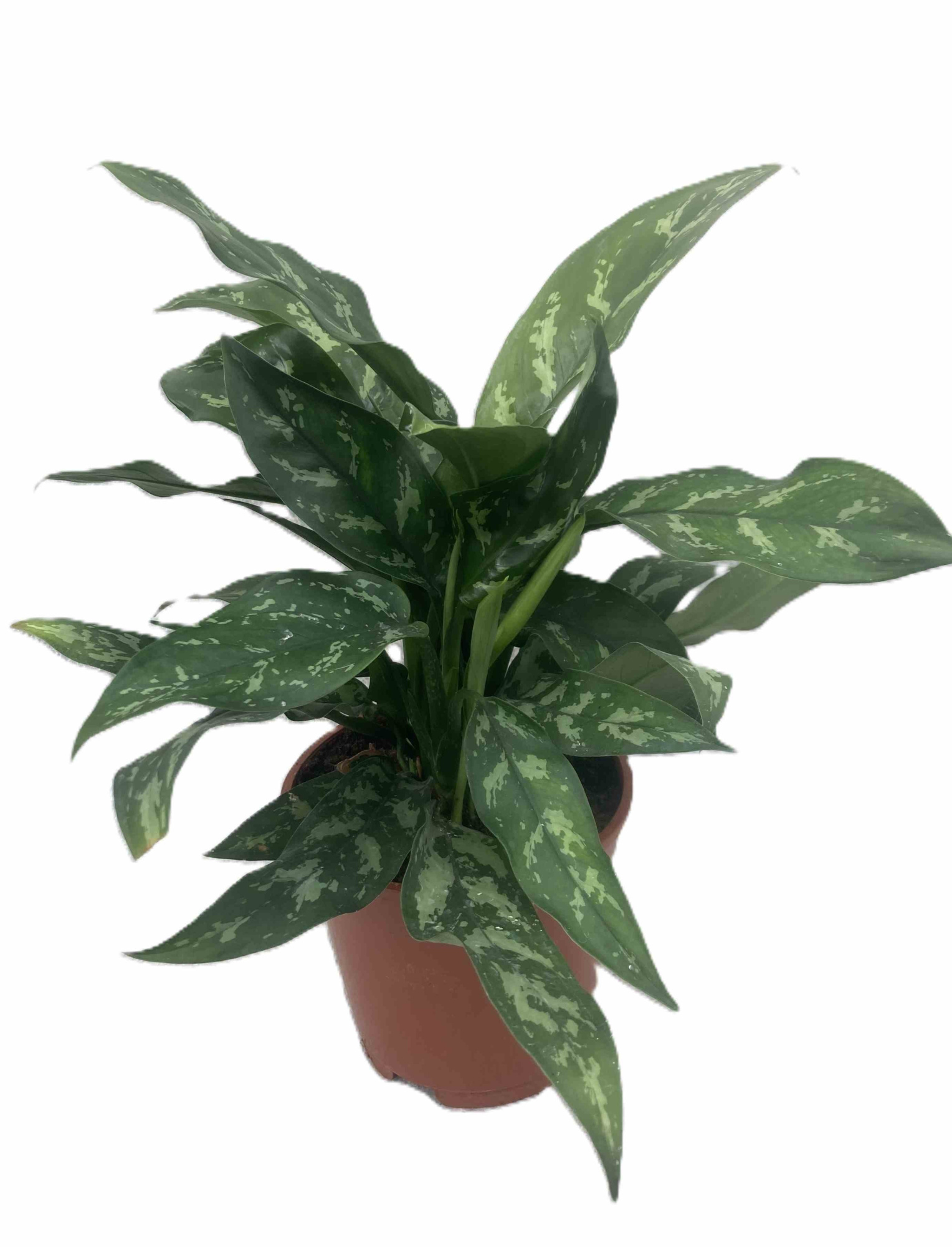 AGLAONEMA COMMUTATUM 'MARIA', D 17 cm