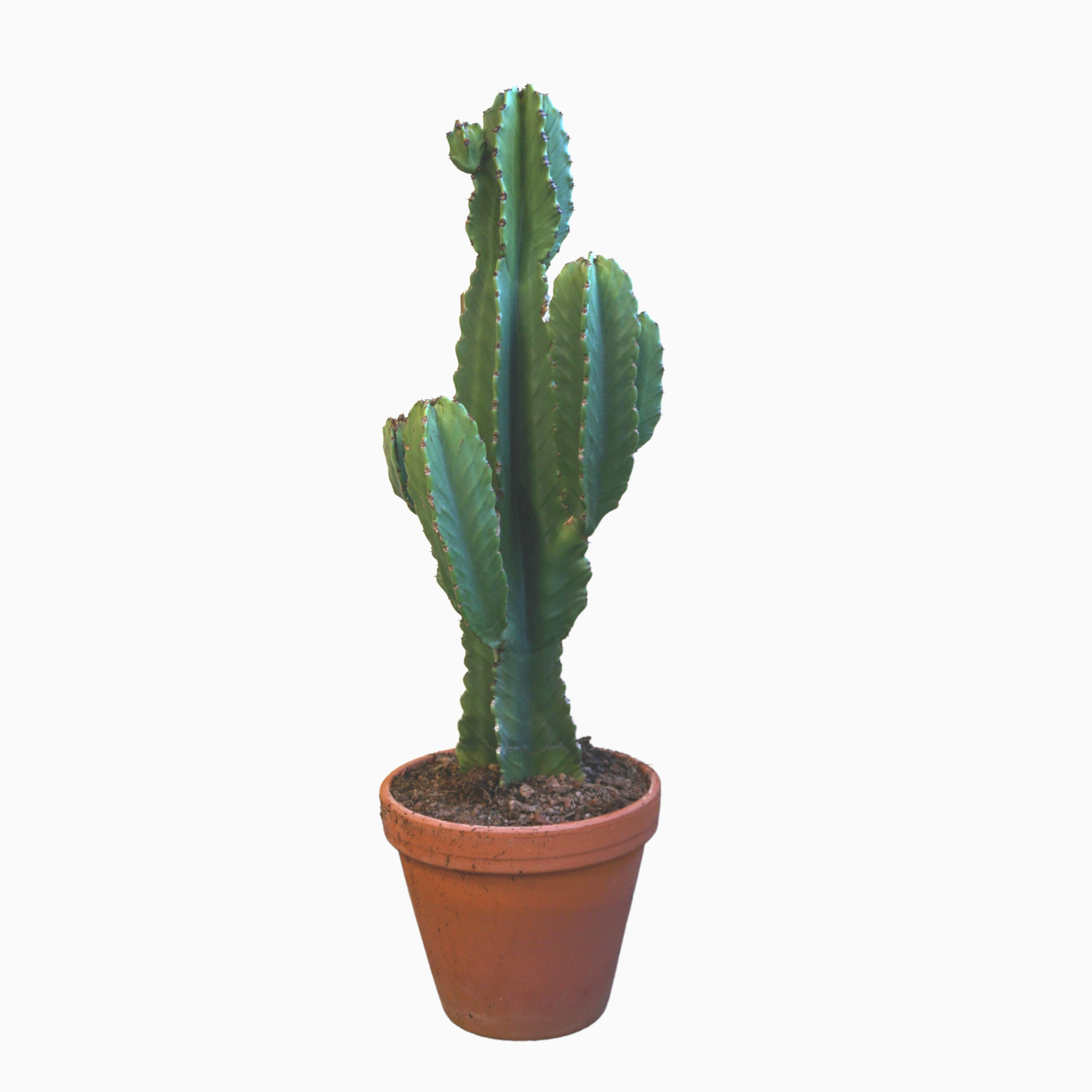 Euphorbia ingens 27 cm, D 27 cm