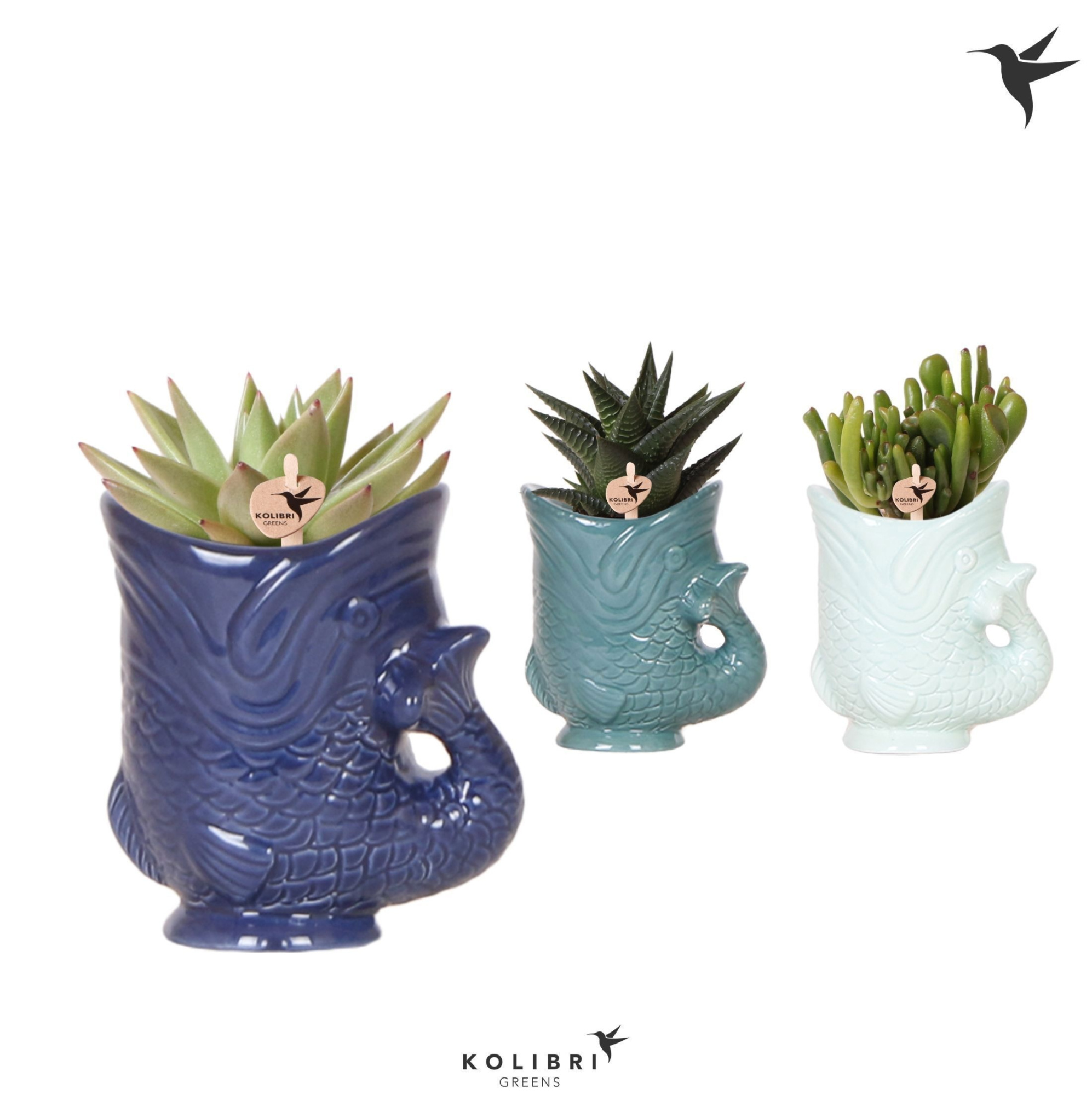 Kolibri Greens Succulenten mix in Fish pot blue mix, D 6 cm