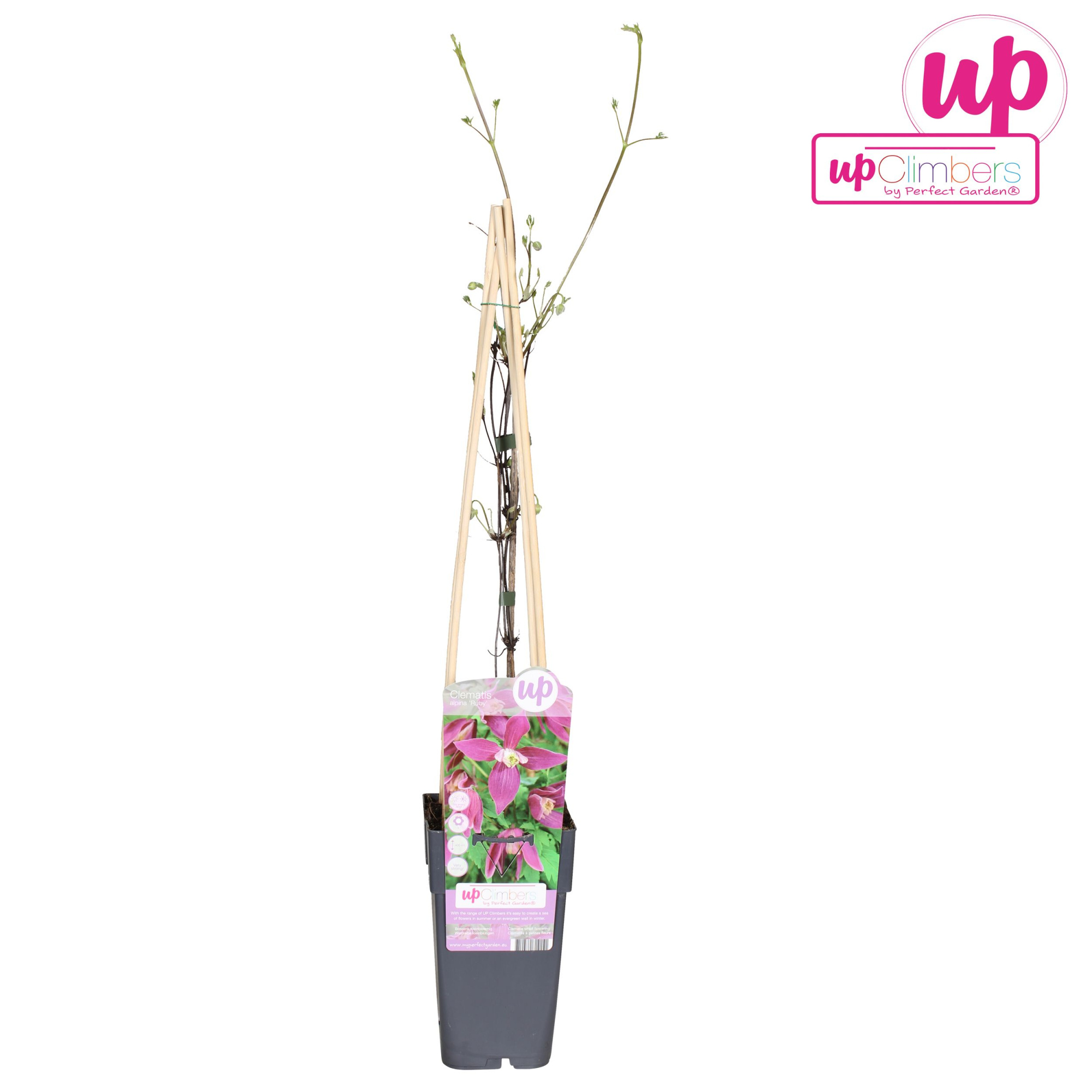 Clematis Alpina Ruby P15, D 15