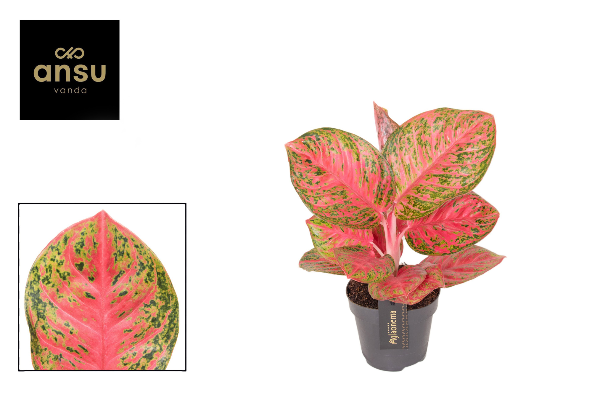 Aglaonema Red Balloon, D 12