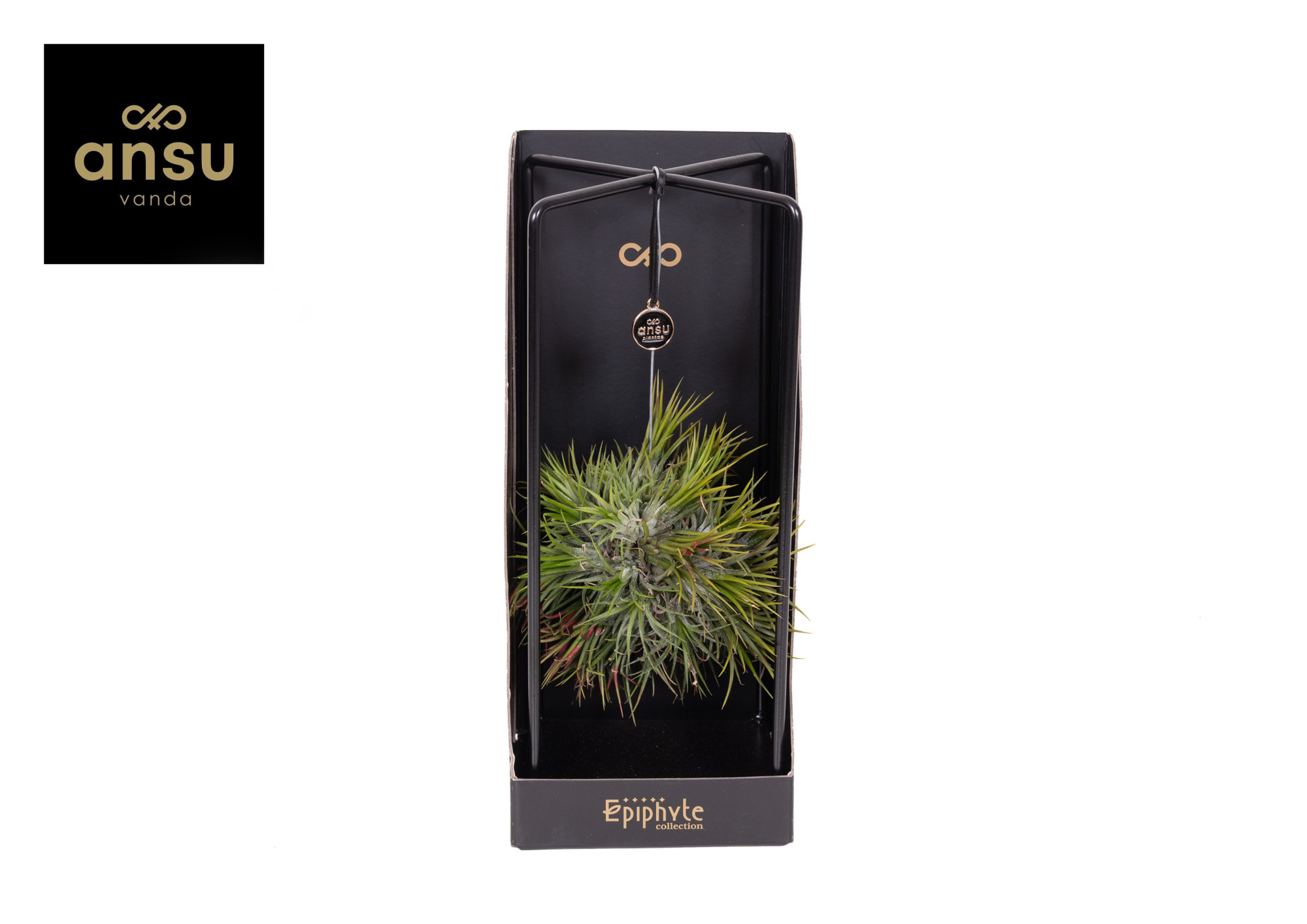 Epiphyte Collection - Tillandsia, D 13