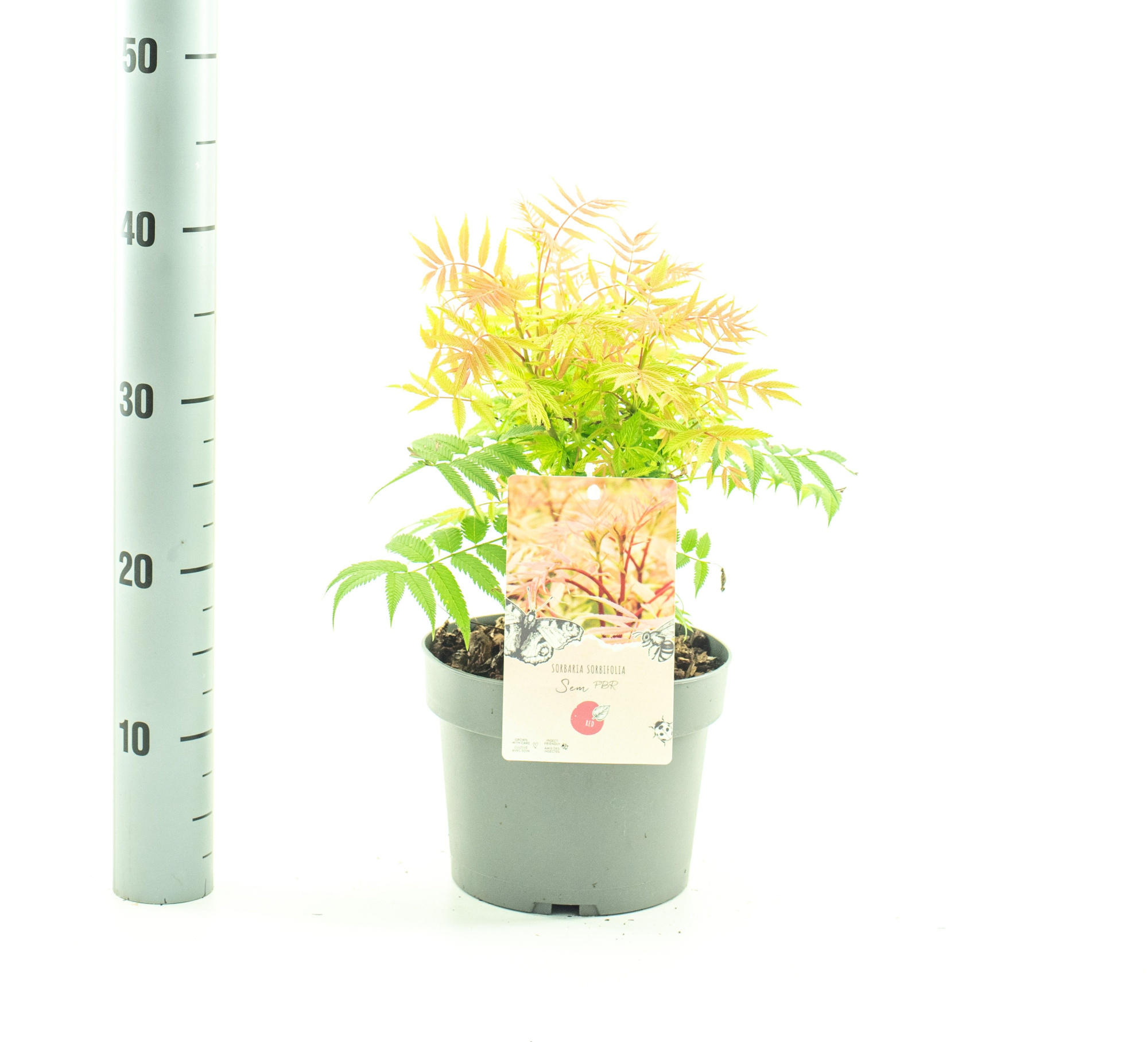Sorbaria sorb. 'Sem', D 19 cm