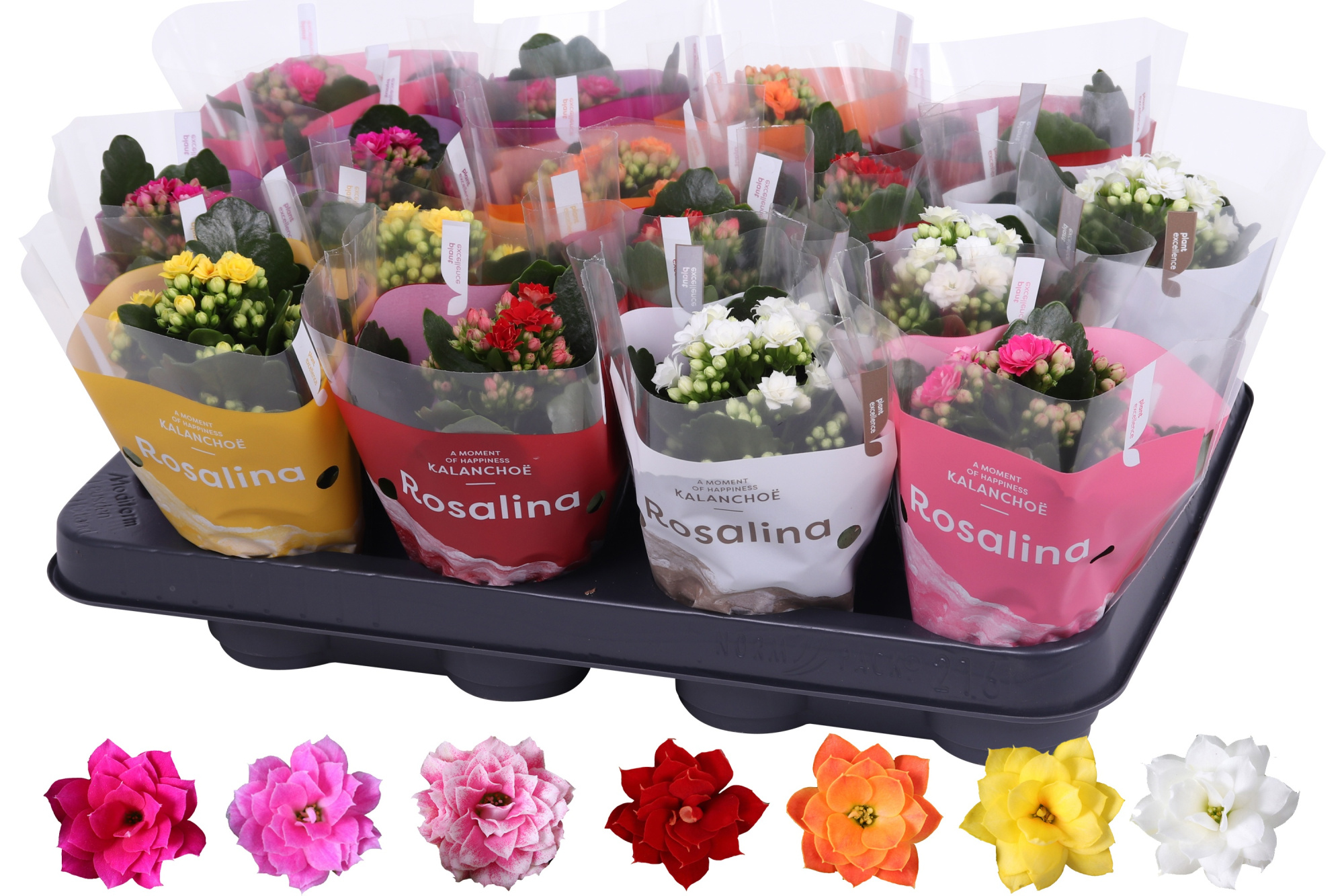 Kalanchoe Rosalina 07cm mix, TST hoes, D 7
