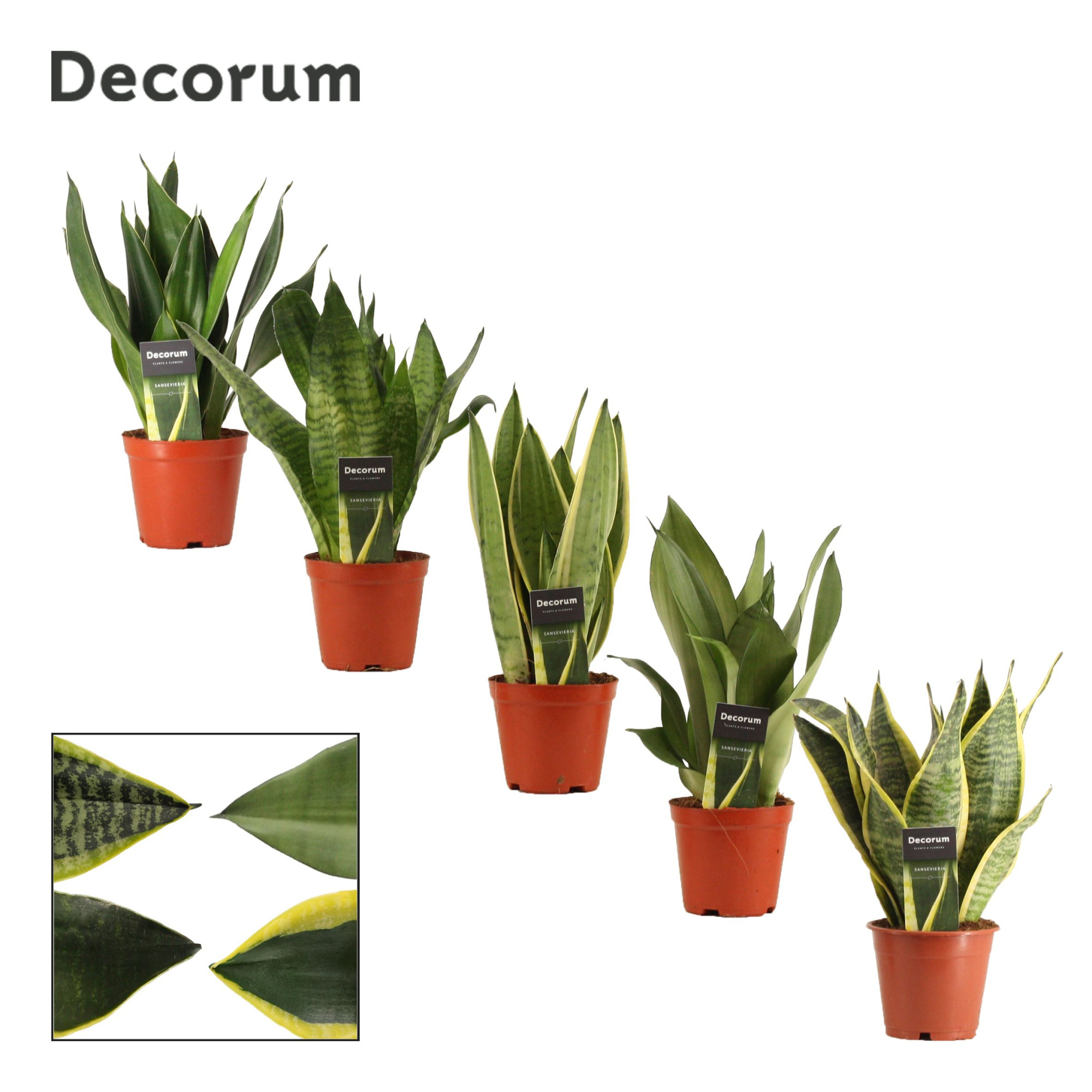 Sansevieria Super mix 12 cm (Decorum), D 12 cm