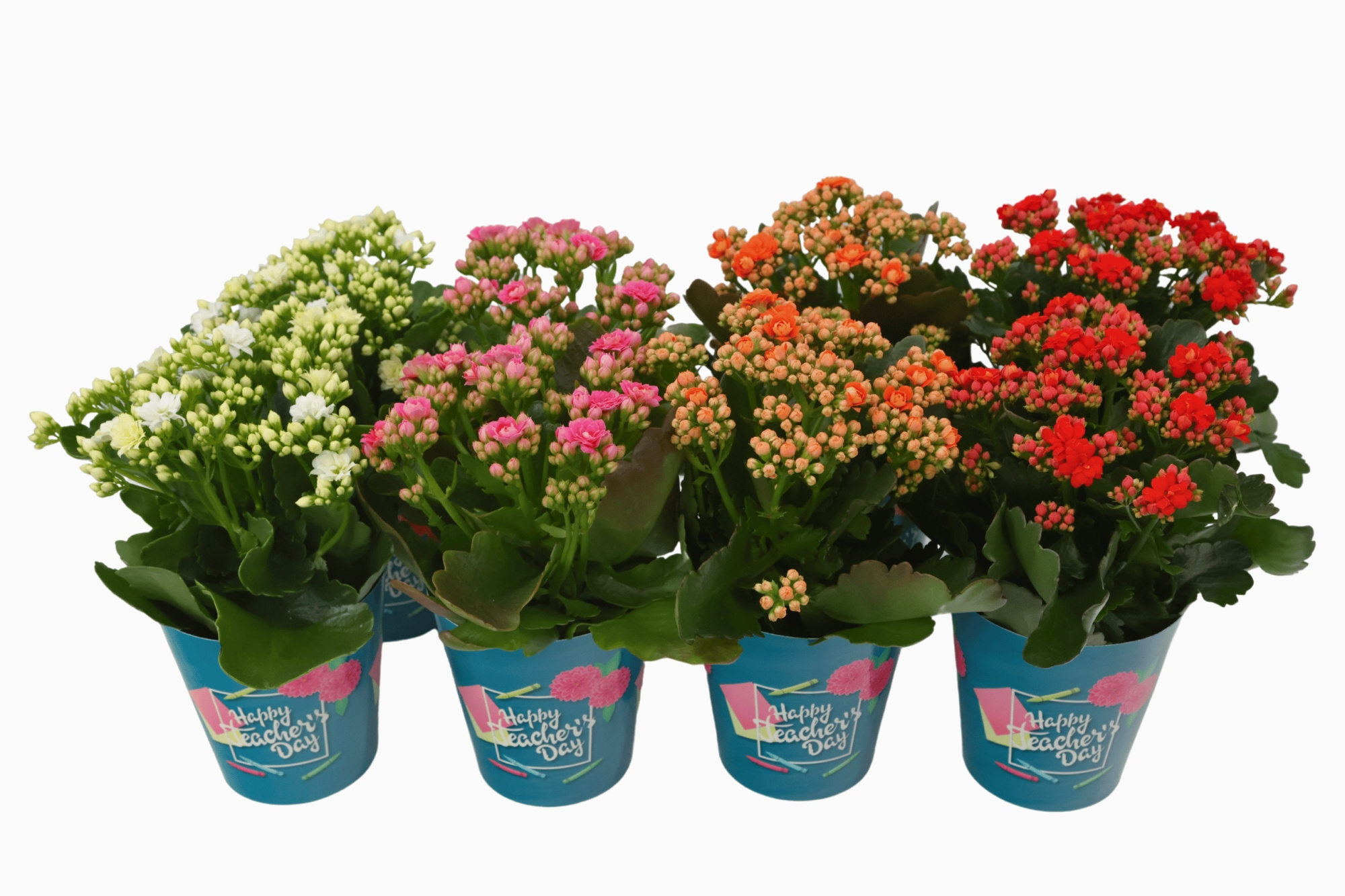 Calandiva 12 cm - Happy Teacher's day, D 12 cm