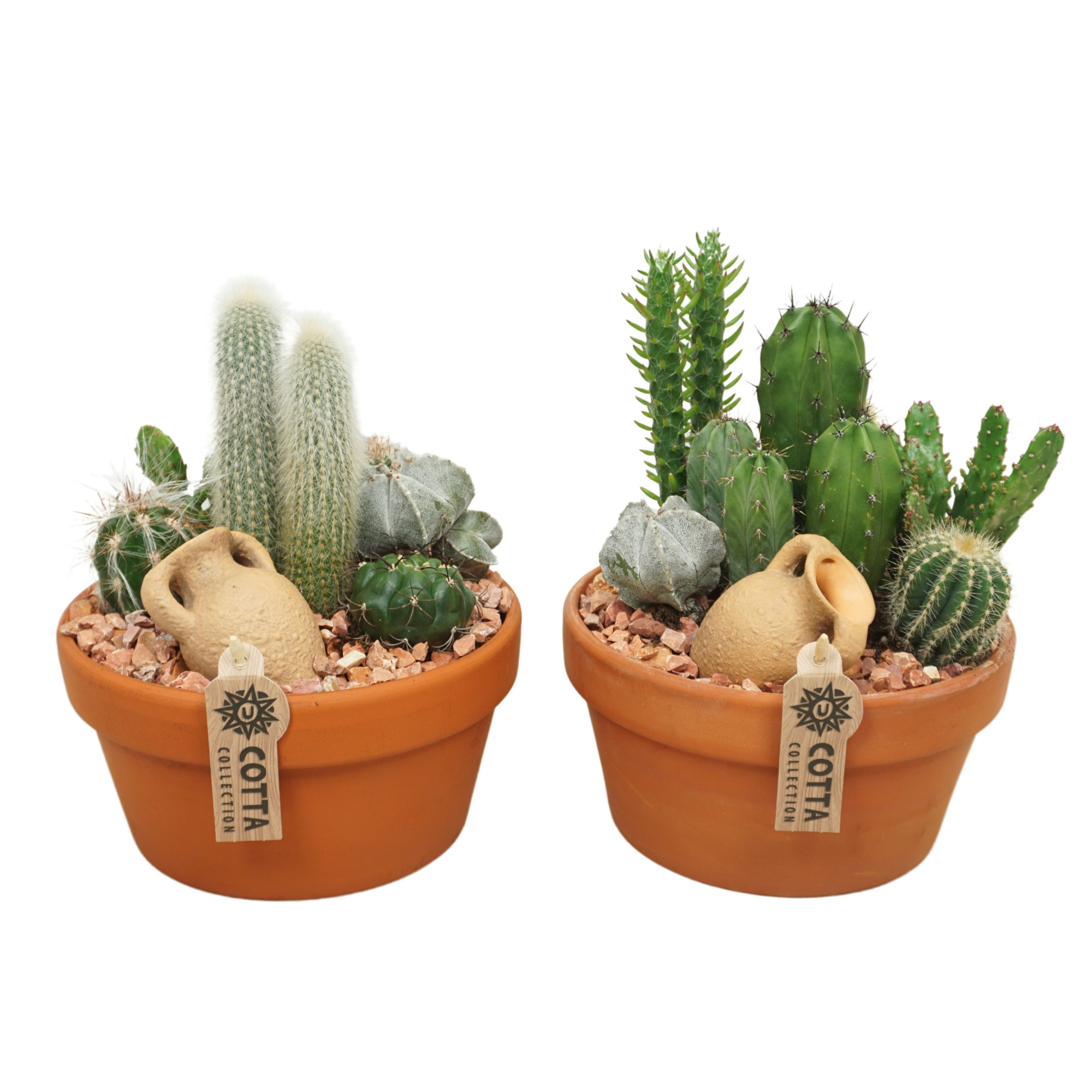 Cactus arrangement in 20 cm 'Terracotta Schaal', D 20