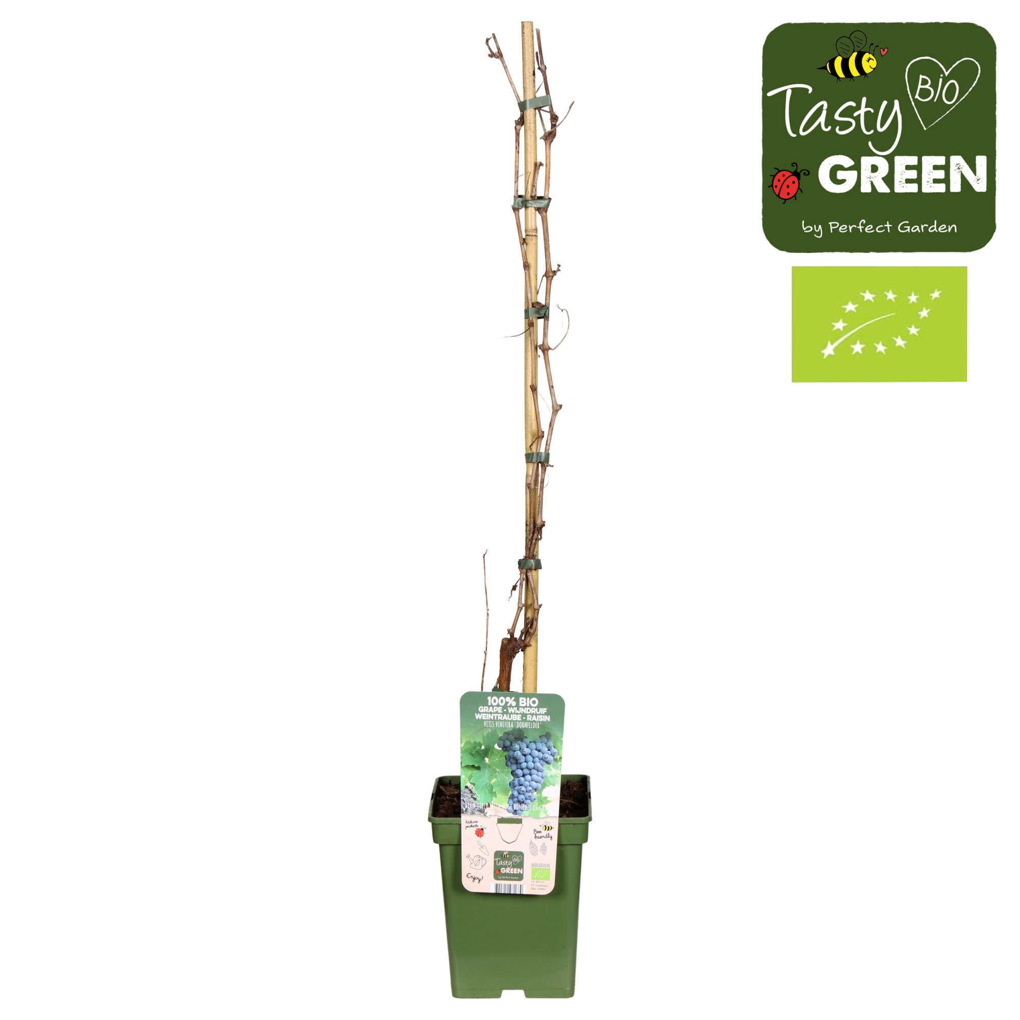 Vitis vinifera 'Dornfelder' Bio P23, D 23 cm