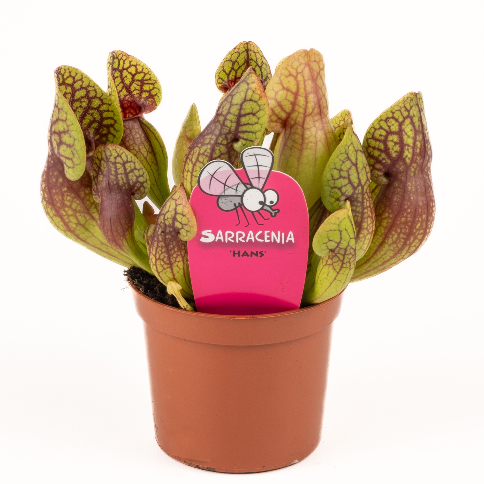 Sarracenia 'Hans', D 8,5 cm