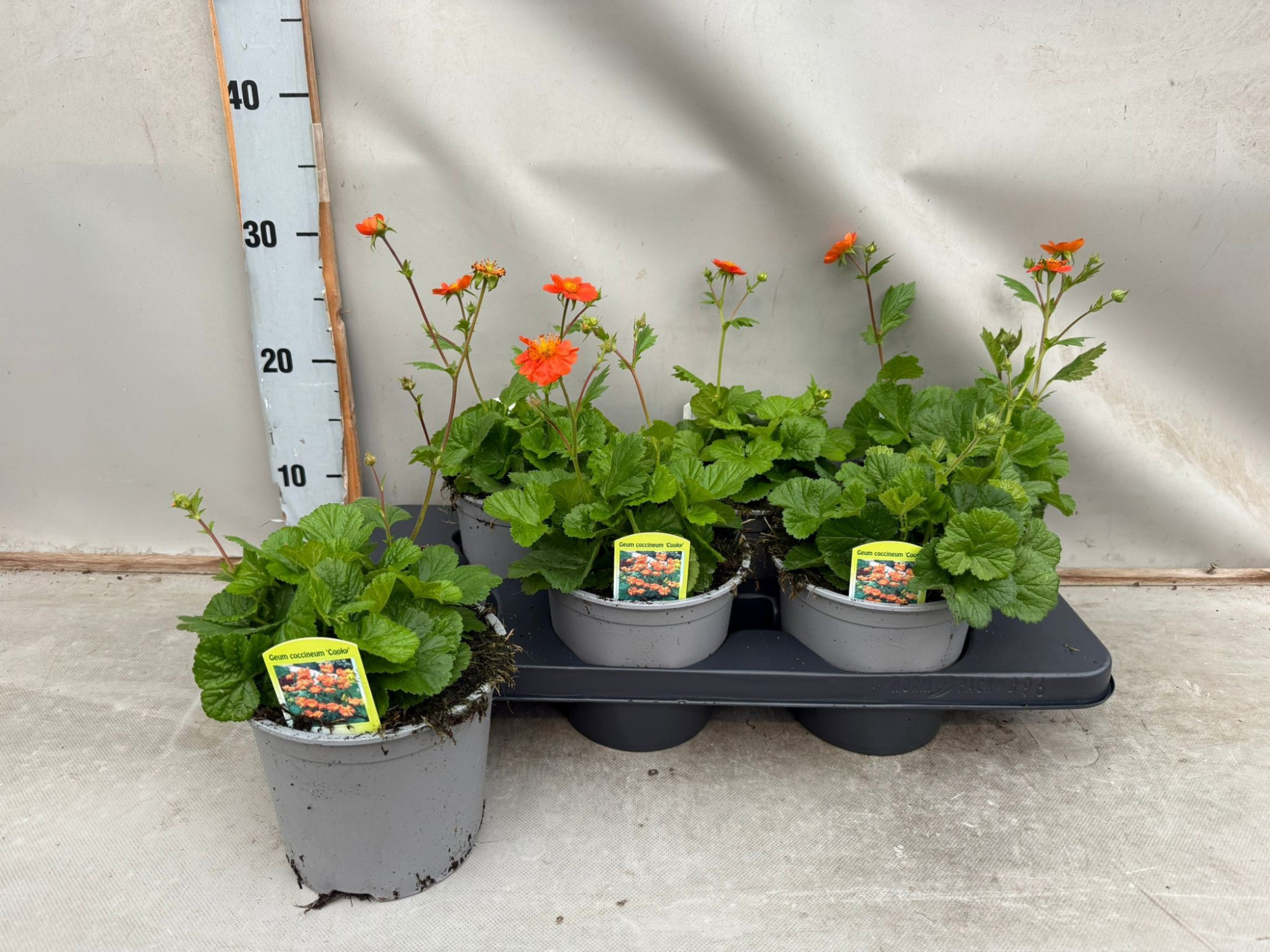 Geum Coccineum 'Cooky' (oranje), D 15 cm