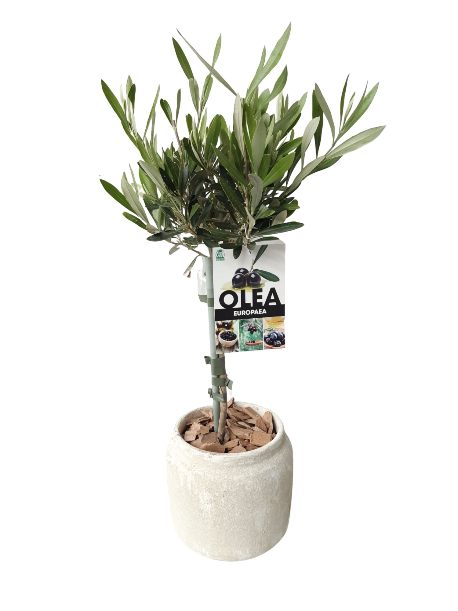 RWP16OC45 Rude white pot Olijf op Stam, D 16