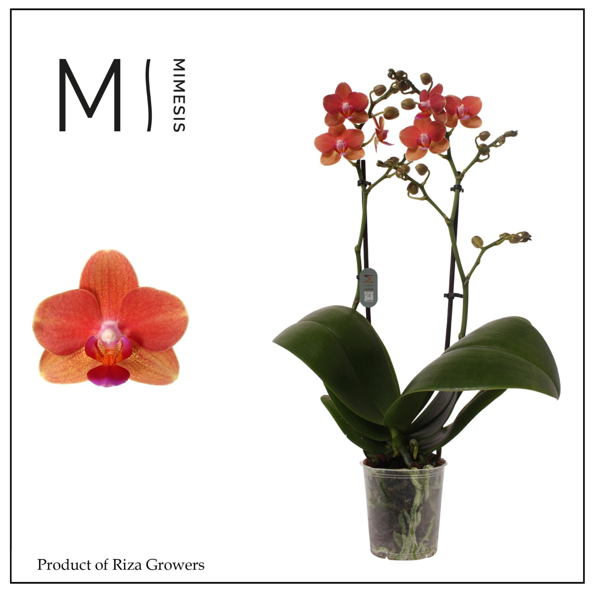 Phalaenopsis Soft Touch 2 spike - 12cm | Mimesis, D 12 cm