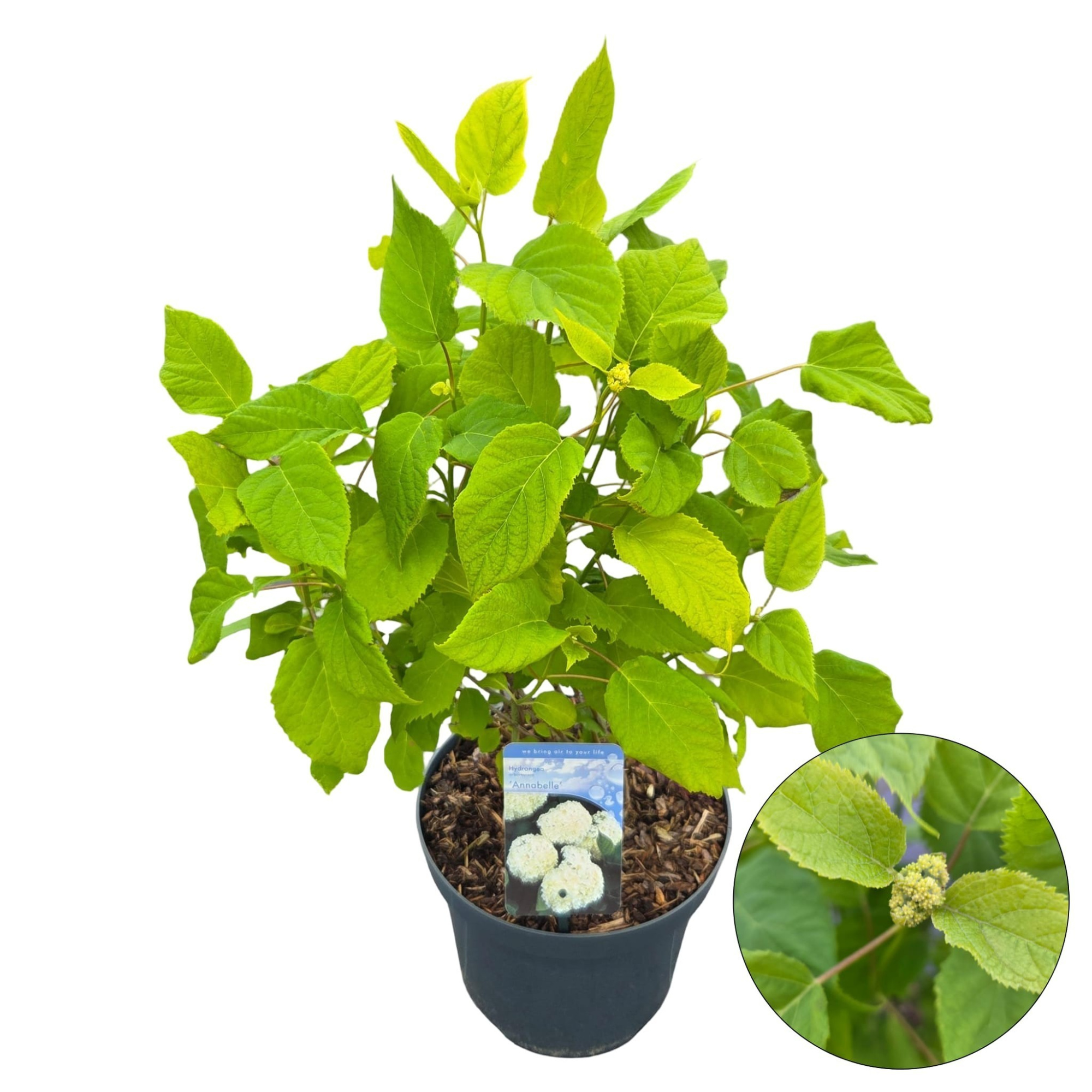 Hydrangea arb. ‘Annabelle’, D 26 cm