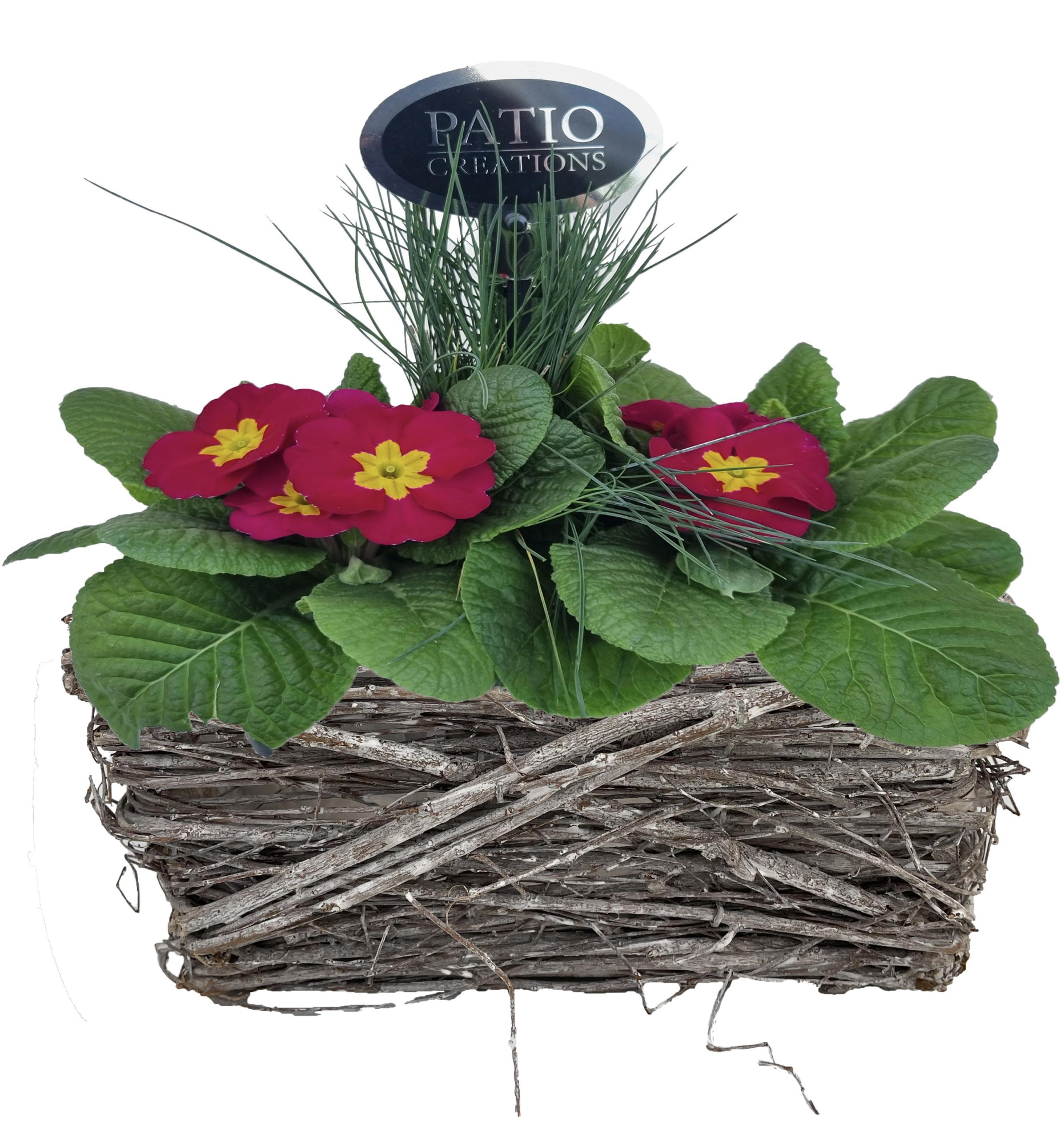 PRF843-9001 Primula-Festuca Matz S, D 20