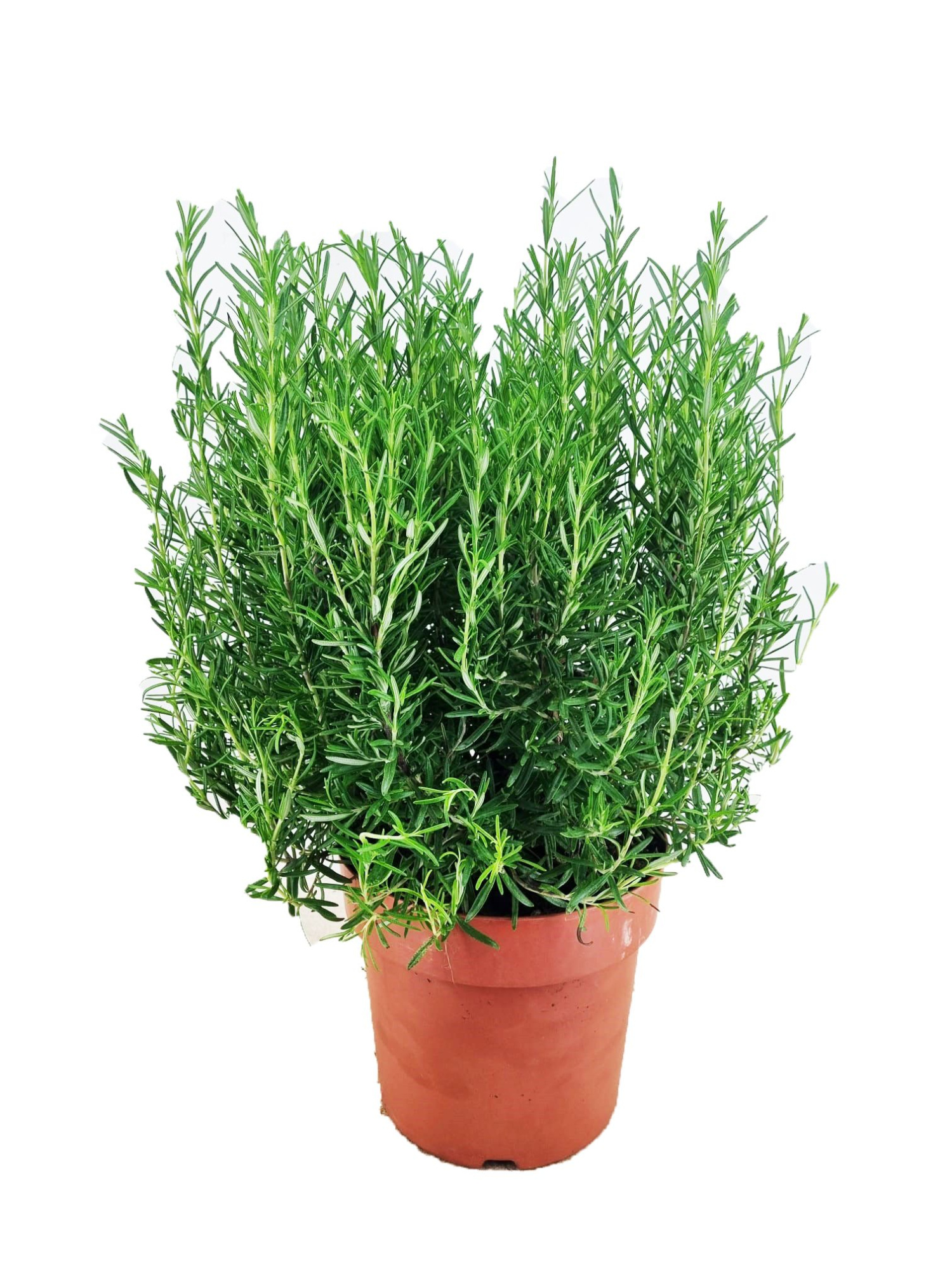 Rosmarinus officinalis, D 24 cm