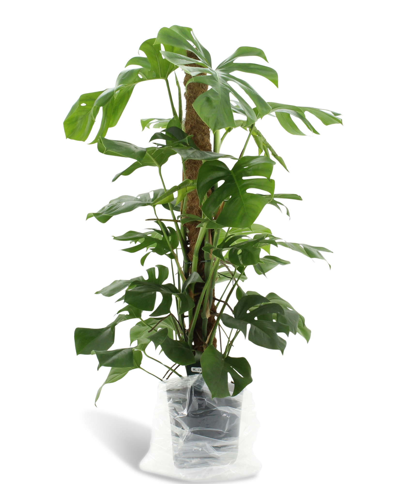 Dikte 2 Monstera Pertusum 120mos, D 24