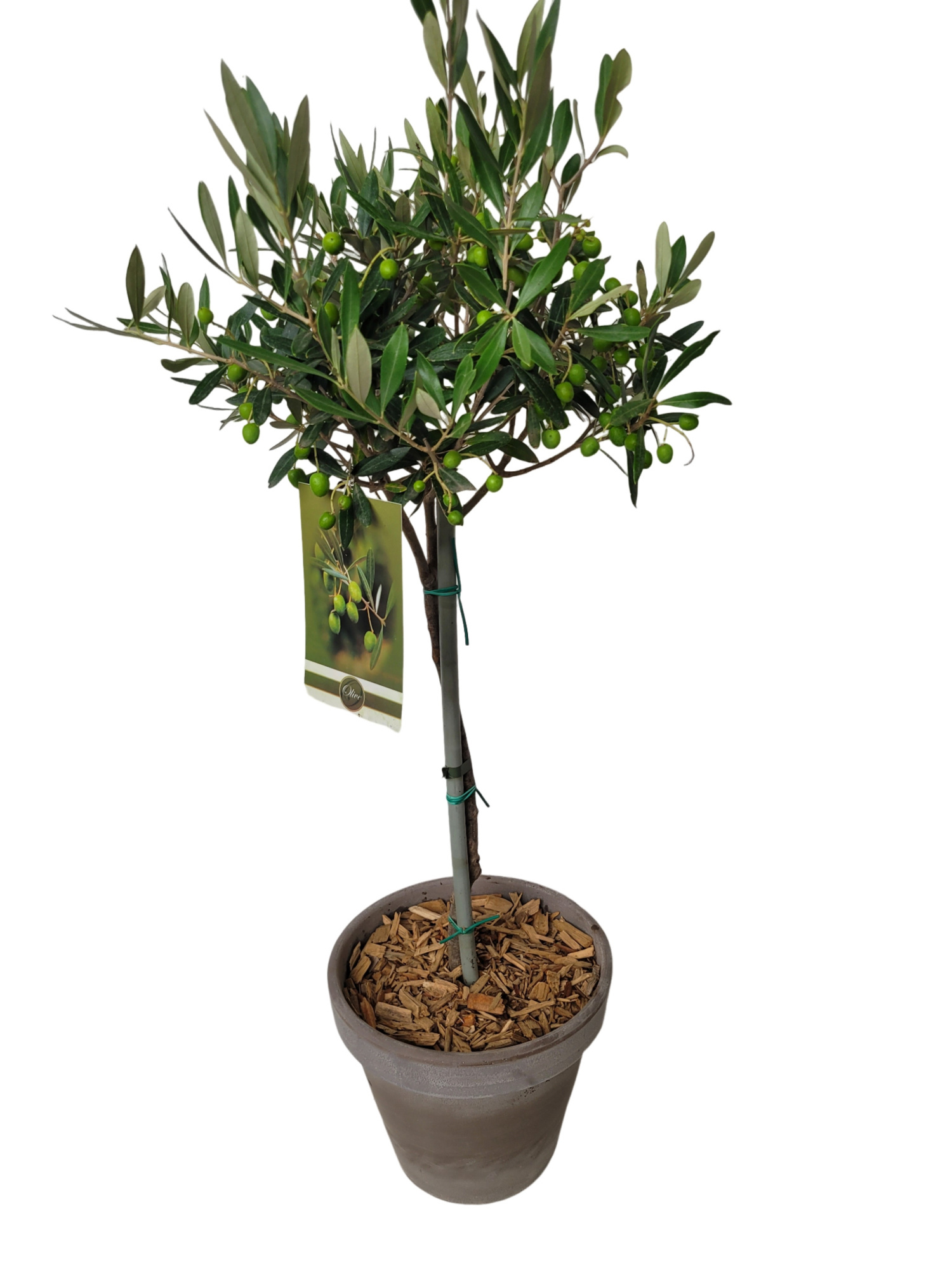 BLP24OC Olea Europaea Stem H90 Terraspot + jute deco, D 24 cm