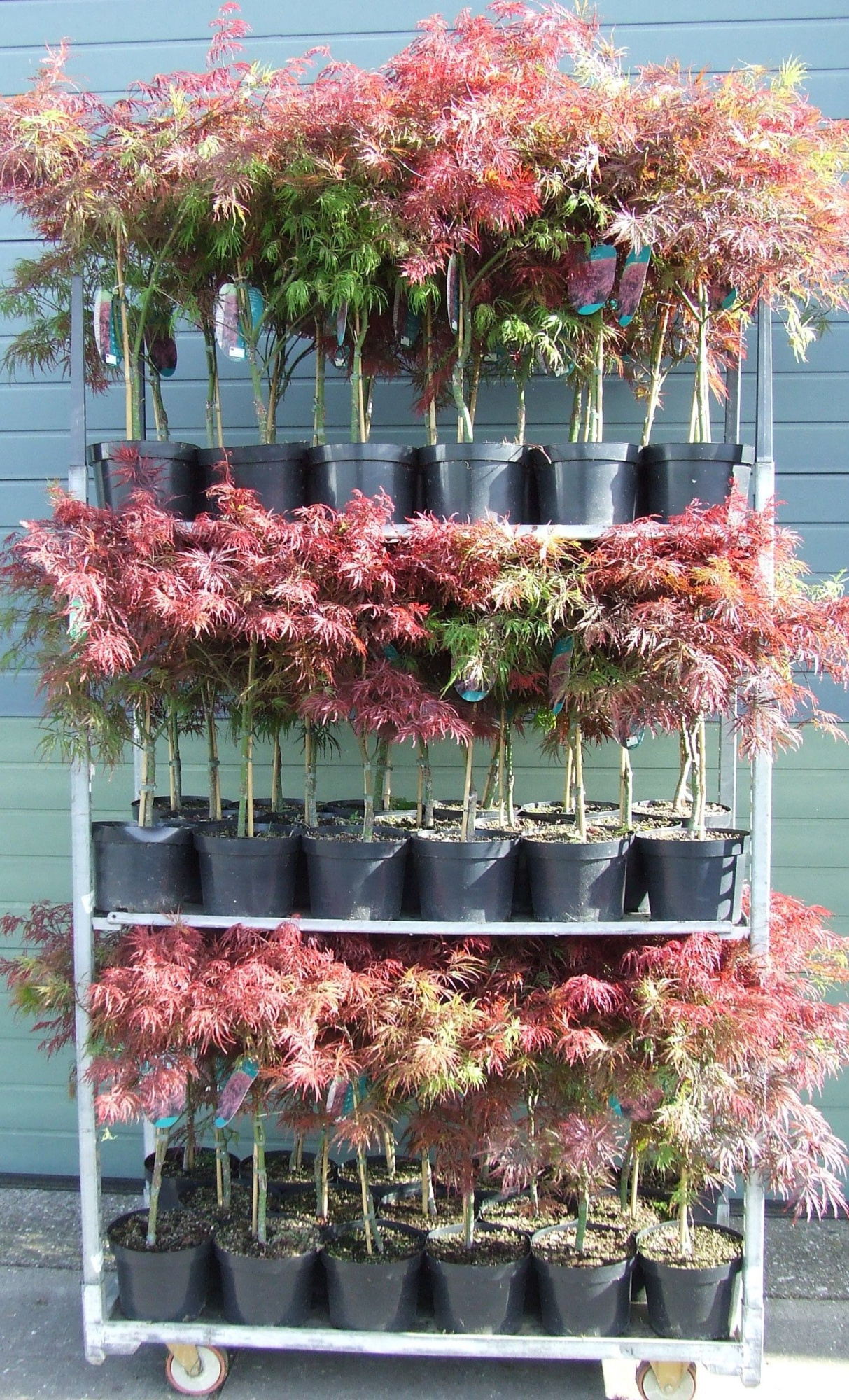 Acer palmatum 'Garnet' P23 Full CC, D 23 cm