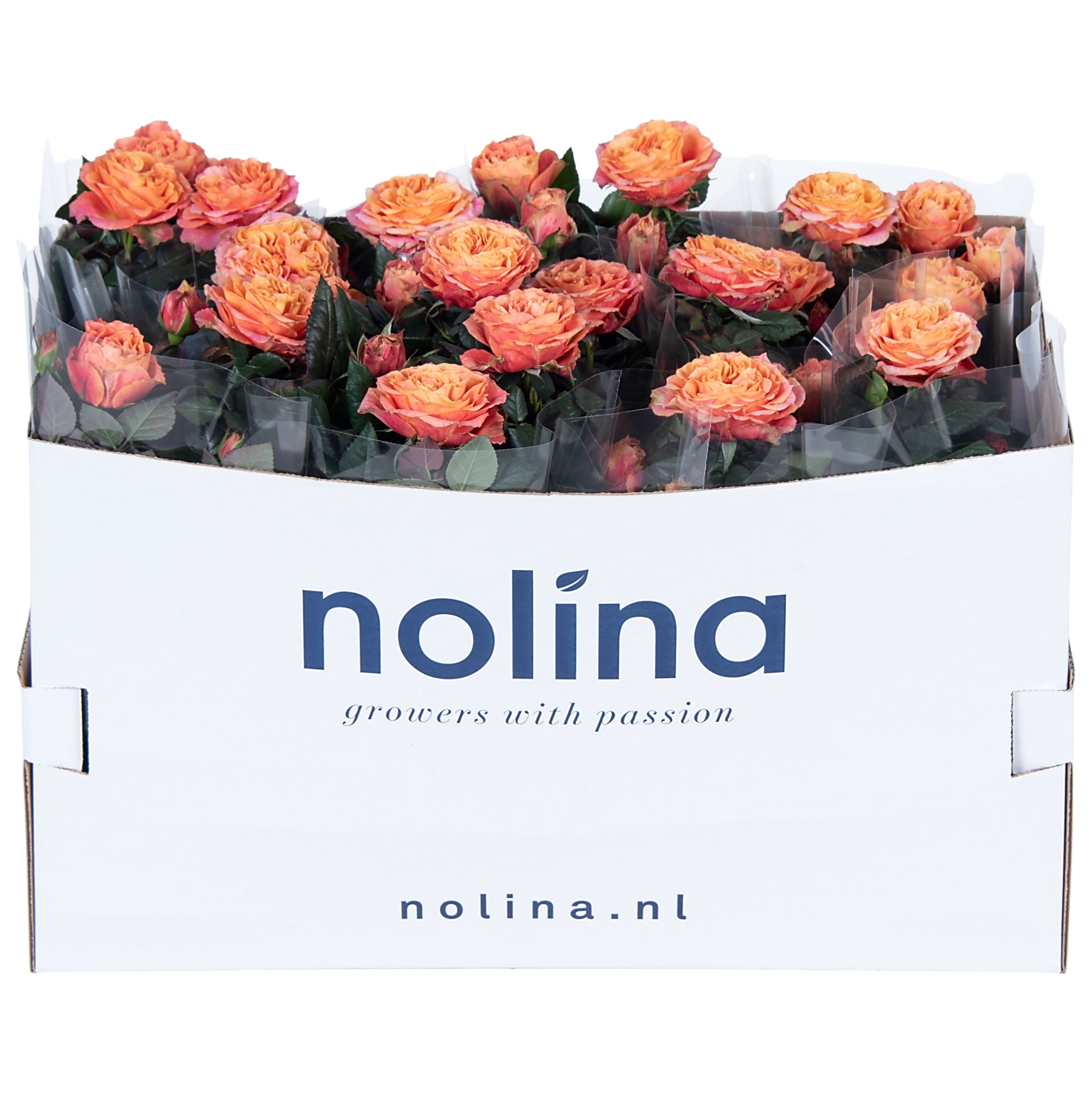 Nolina Roses Ø 13 cm Orange in box st. 1-2, D 13