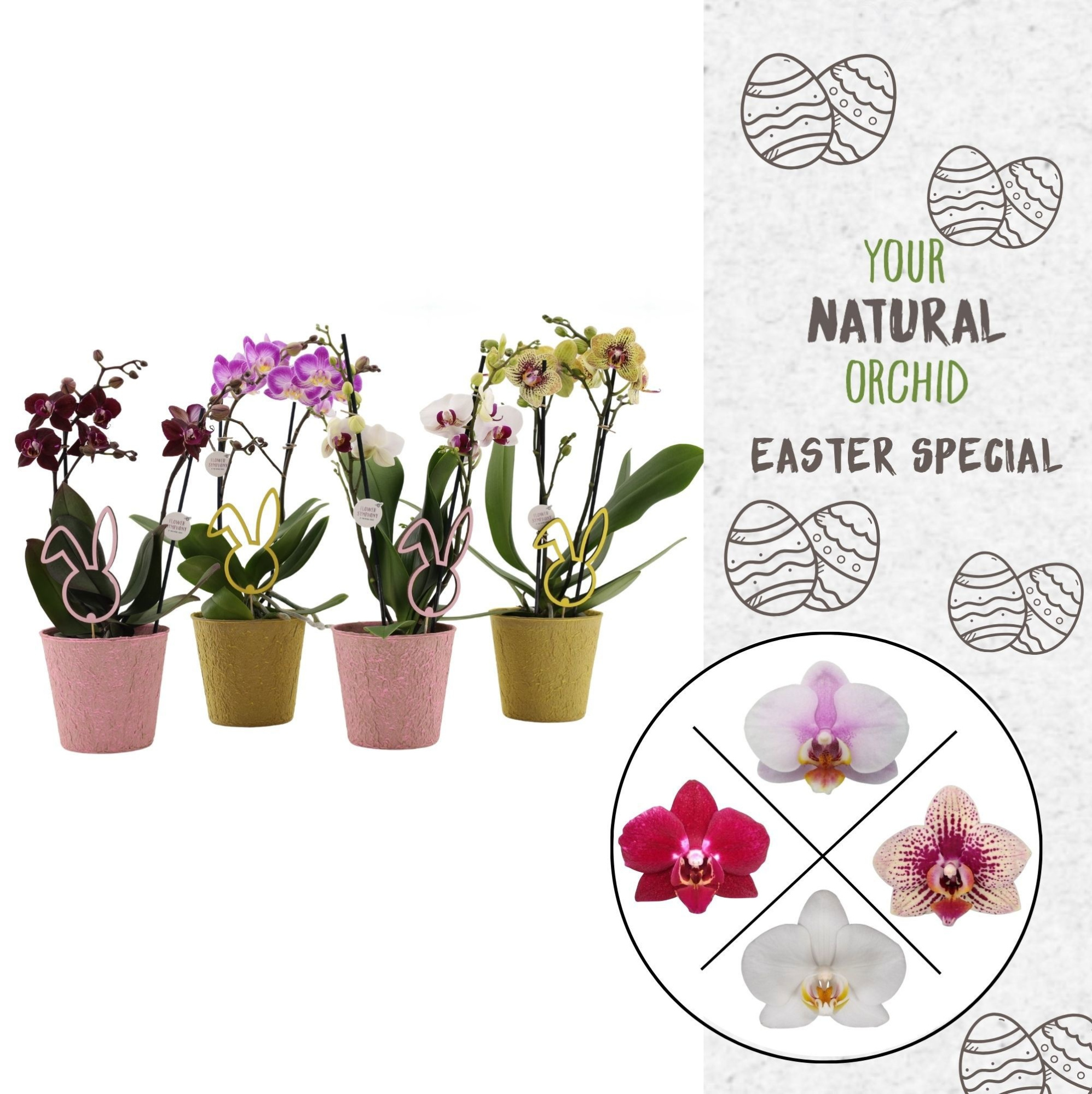 Flower Symphony | Mix in Easter-look | Phalaenopsis 2 spike, D 12