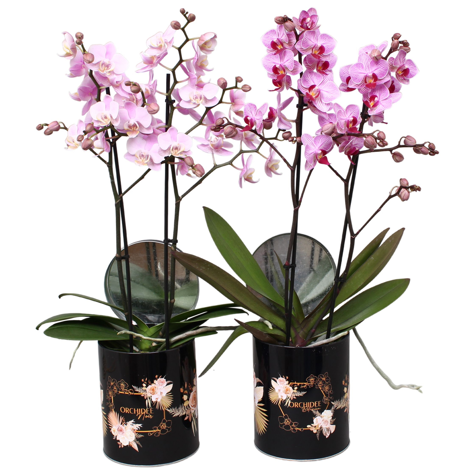 Phal. Multi 2-tak mix in rond blik BGC892 Romantic Black, D 12 cm