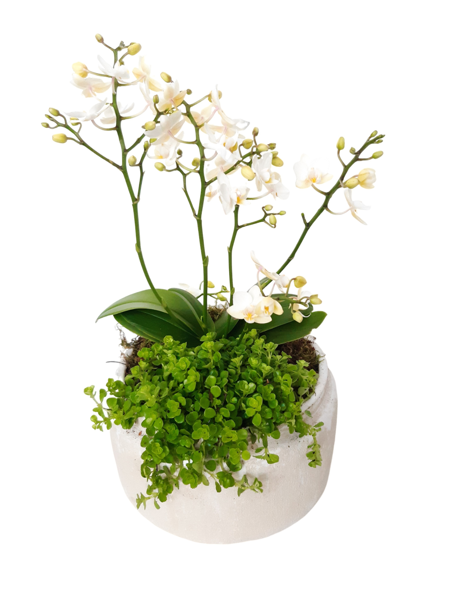 RWB24PWOPIL Rude Bowl White Phal Wild Orchids + Pilea Depressa, D 24 cm