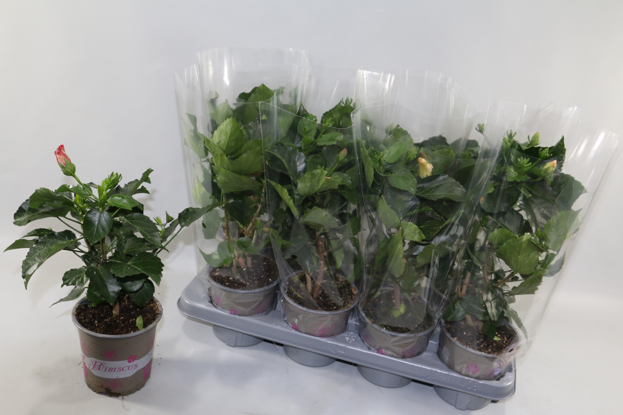 Hibiscus rosa sinensis 3+ "Enjoy the Summer®" mix dubbelbloemig, D 13 cm