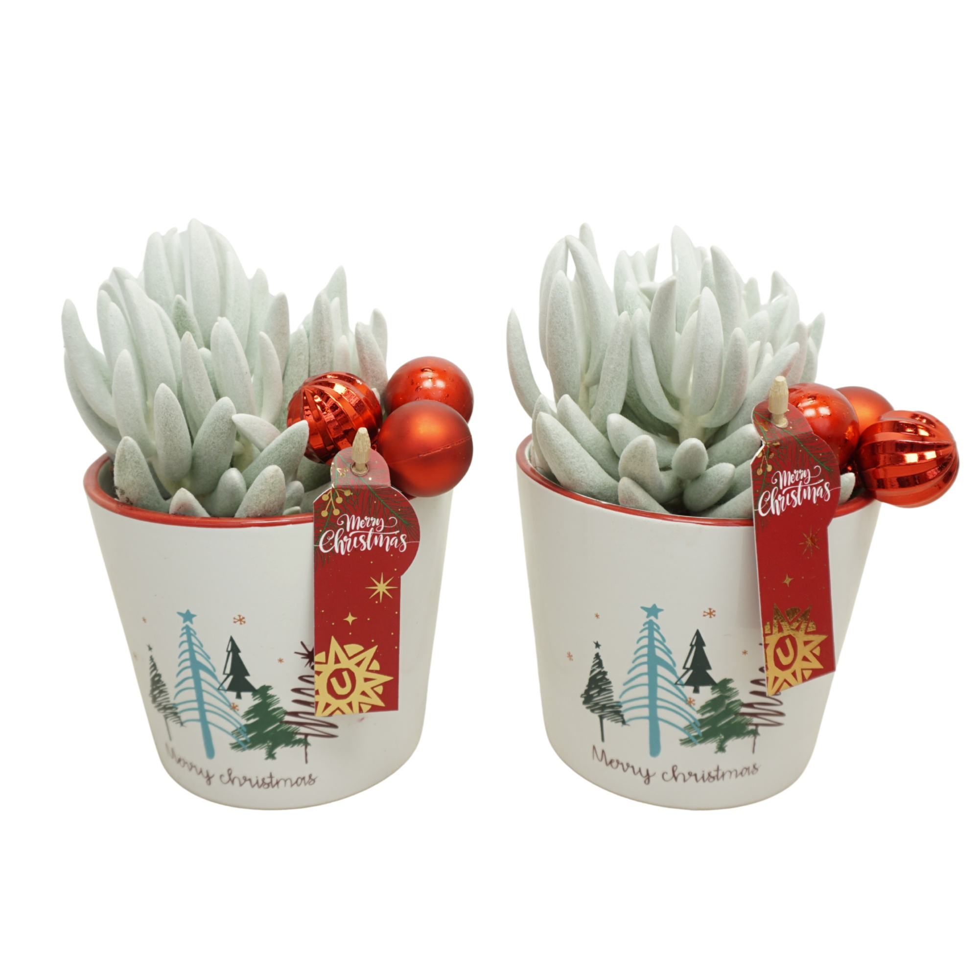 X-mas pot 12 cm met 'natural' Senecio Mont Blanc, D 10,5 cm