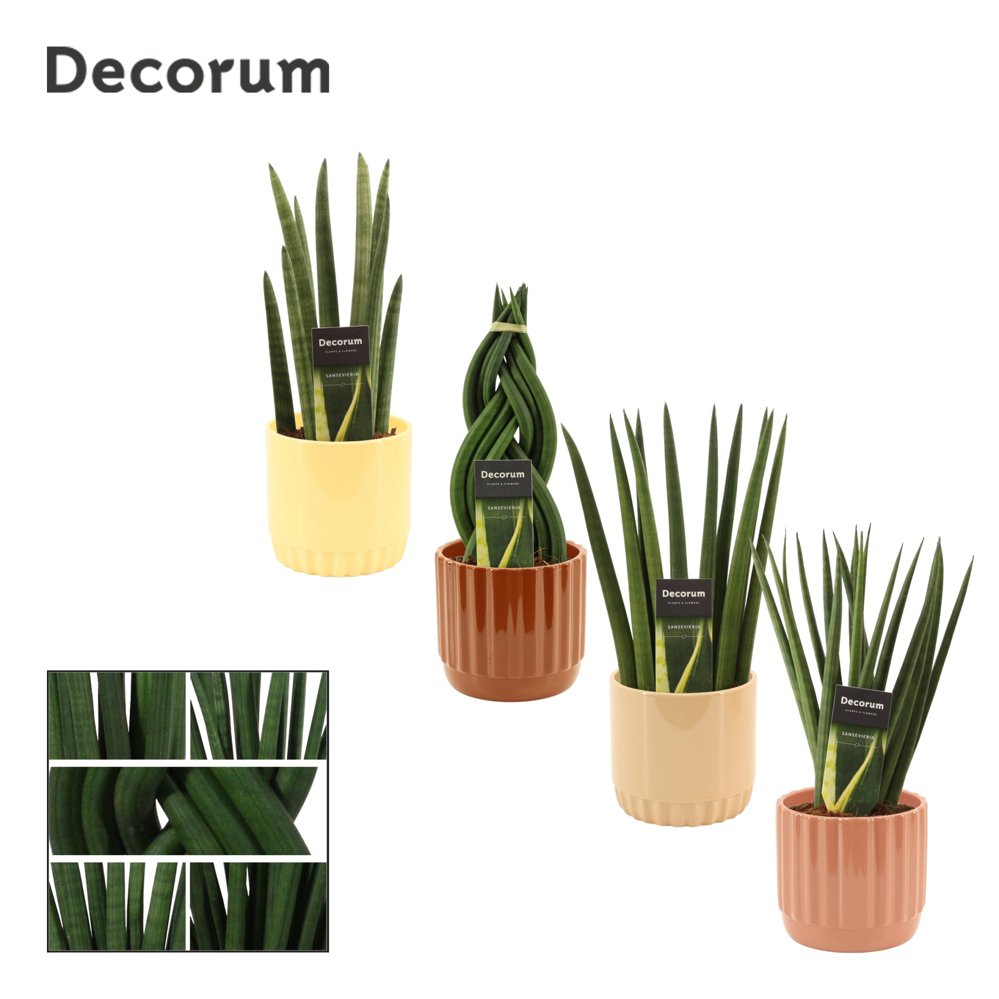 Sansevieria cylindrica 12 cm mix in Liam (Coffee blend-collecti, D 12 cm
