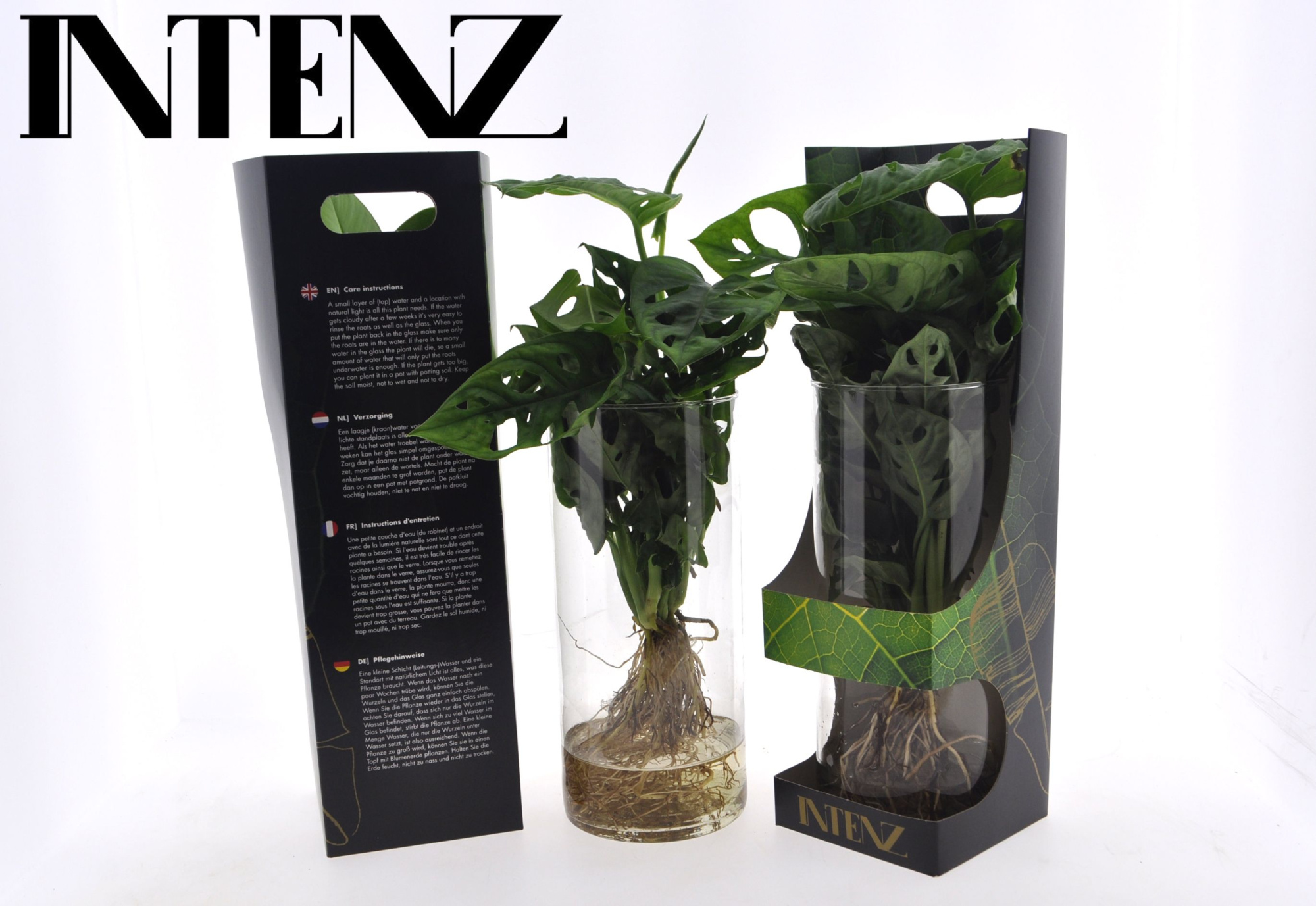 Monstera in Cylinder glas + Showdoos - levertijd: 24 uur, D 12