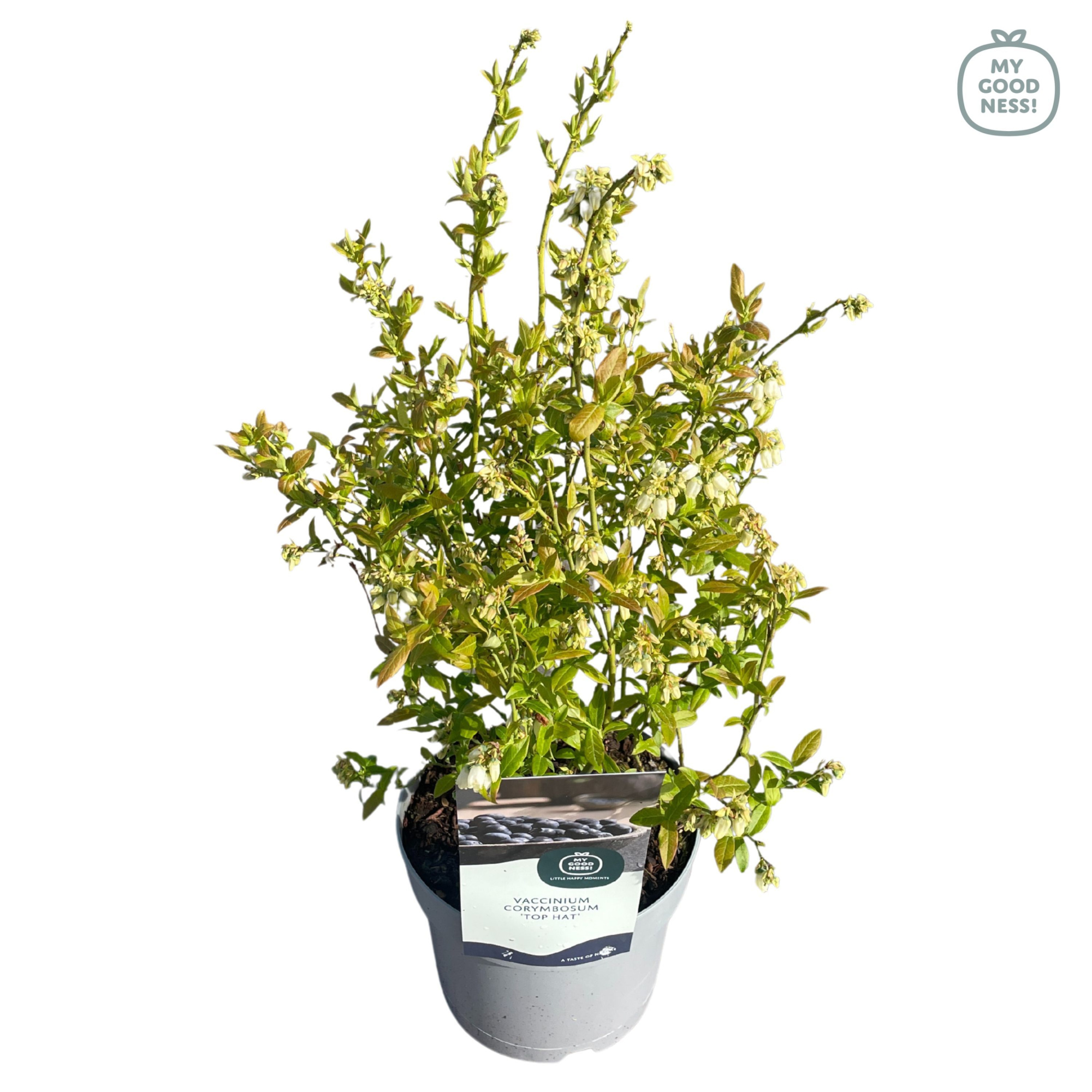 Vaccinium 20cm /2 liter 'Top Hat', D 17 cm