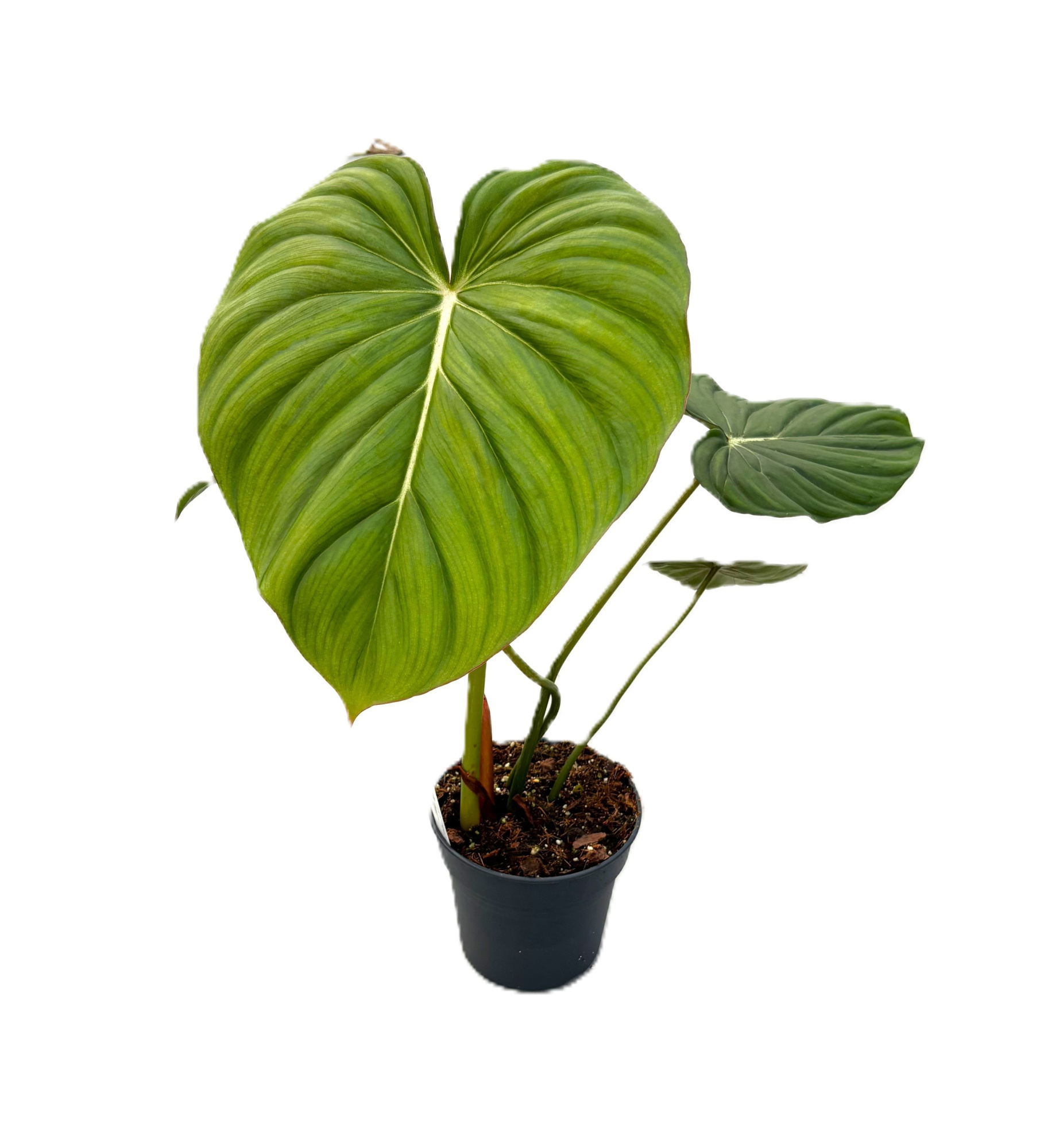Philodendron 'Mc Dowell' p17 1pp, D 17